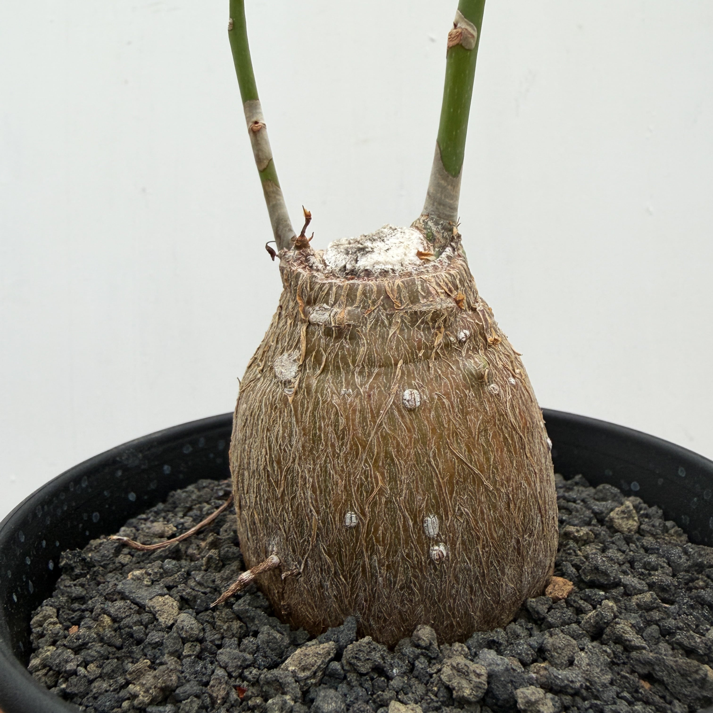 Pseudobombax ellipticum【ボンバックス・エリプチカム・実生