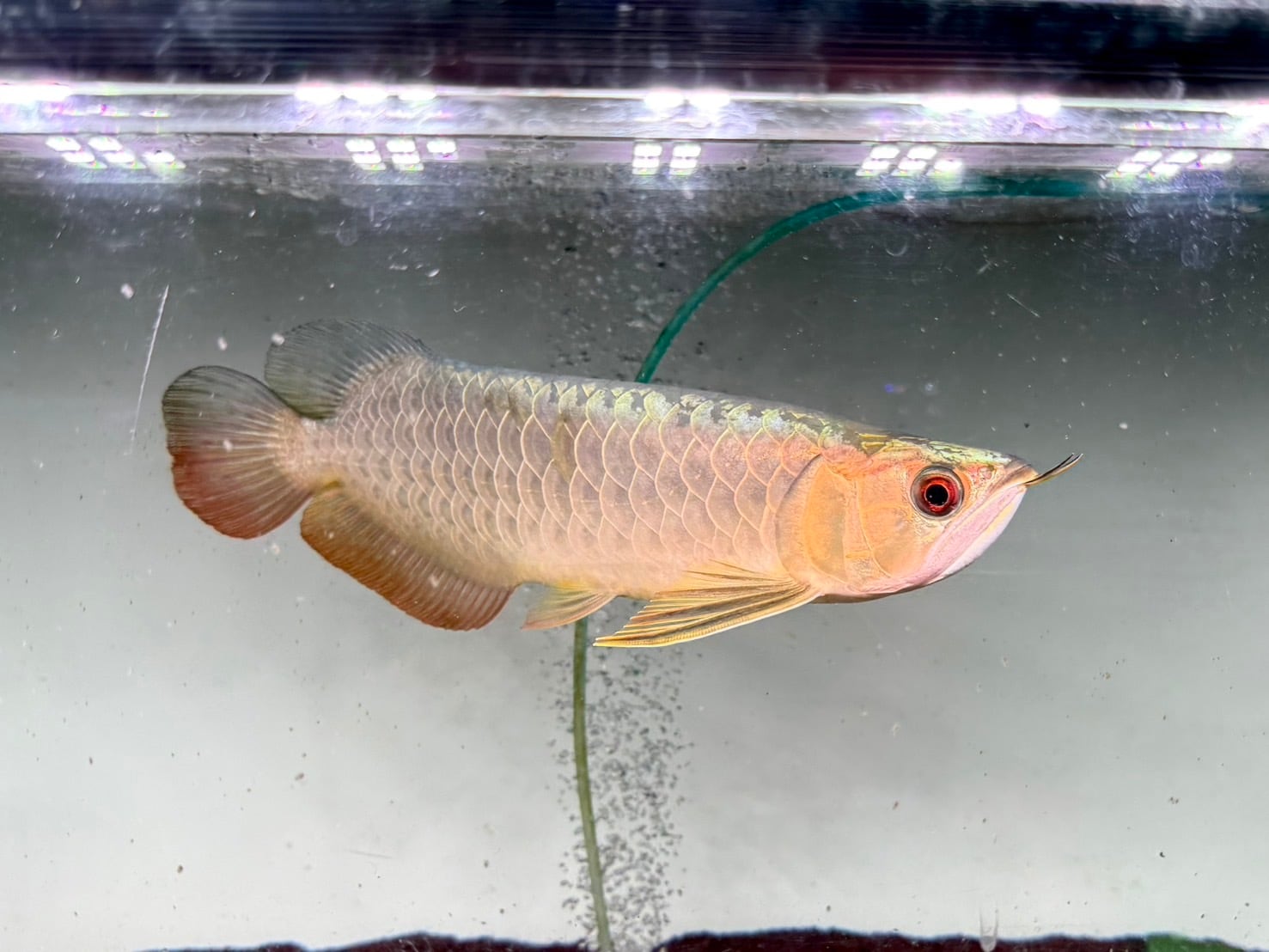 A11 アジアアロワナ 過背金龍 フルゴールデン 34㎝前後 250-007348