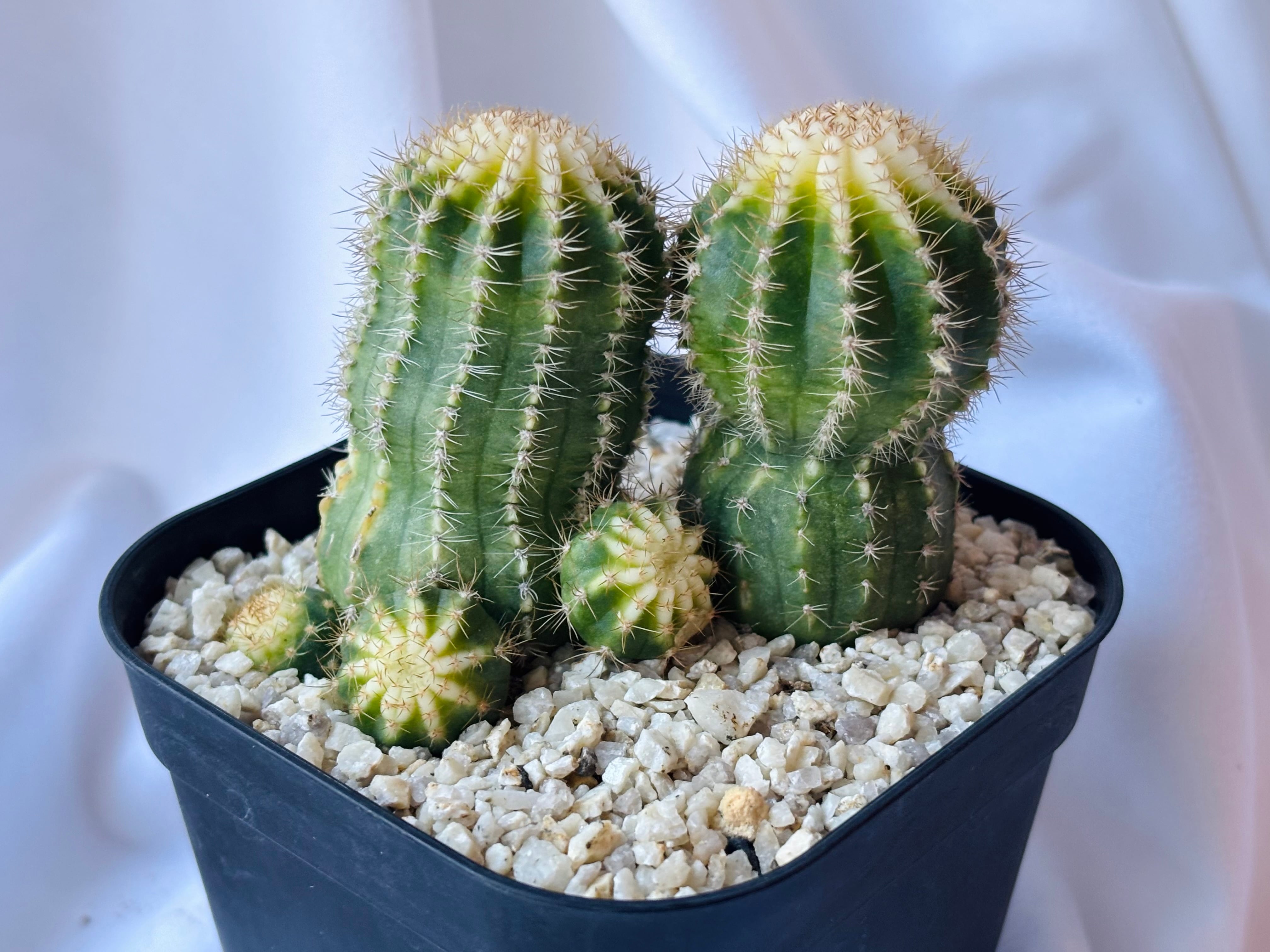 Echinopsis エキノプシス ロイホワイト サボテン | plants MARU