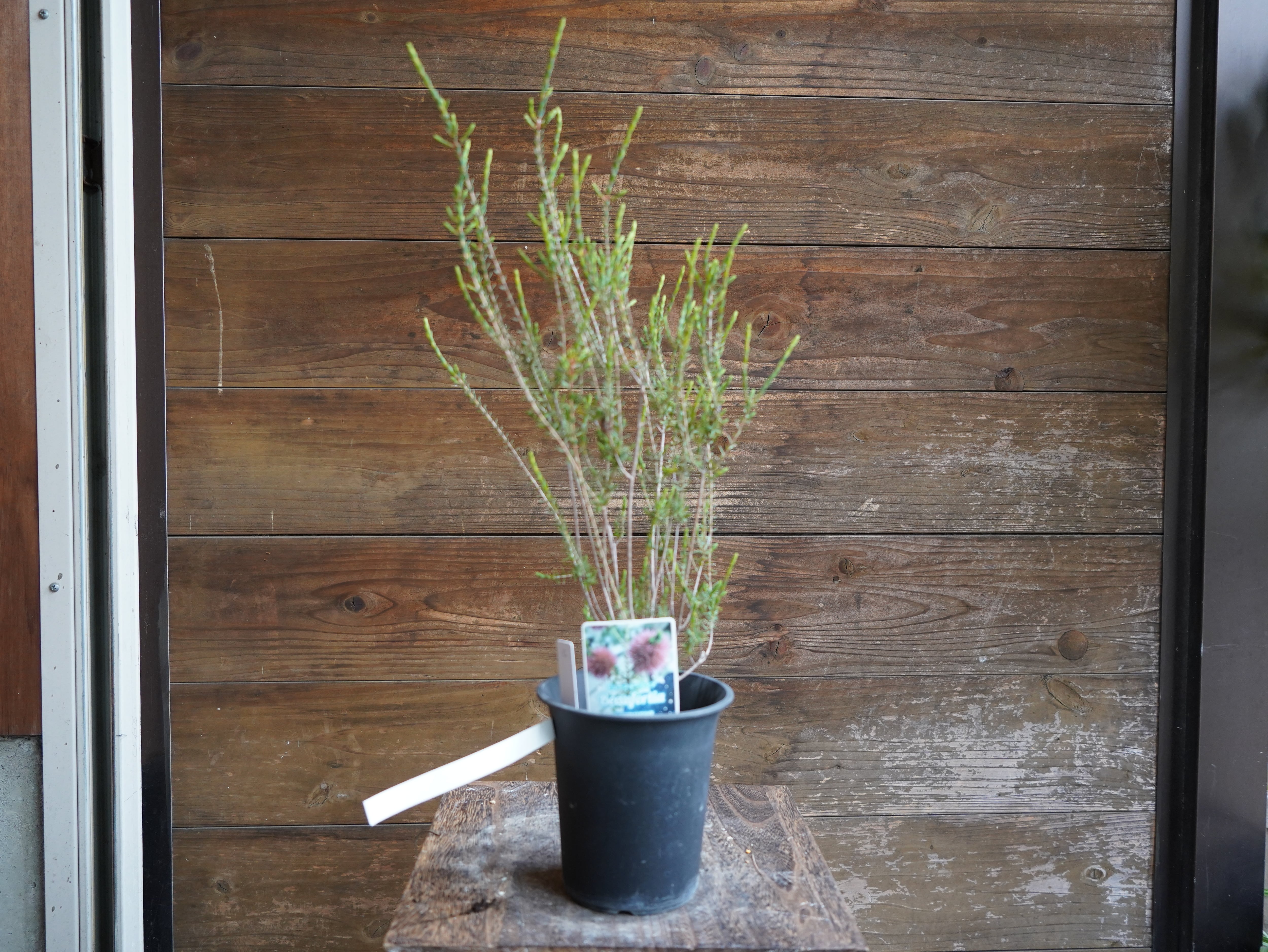 【現物】ビューフォーティア　プルプレア　C