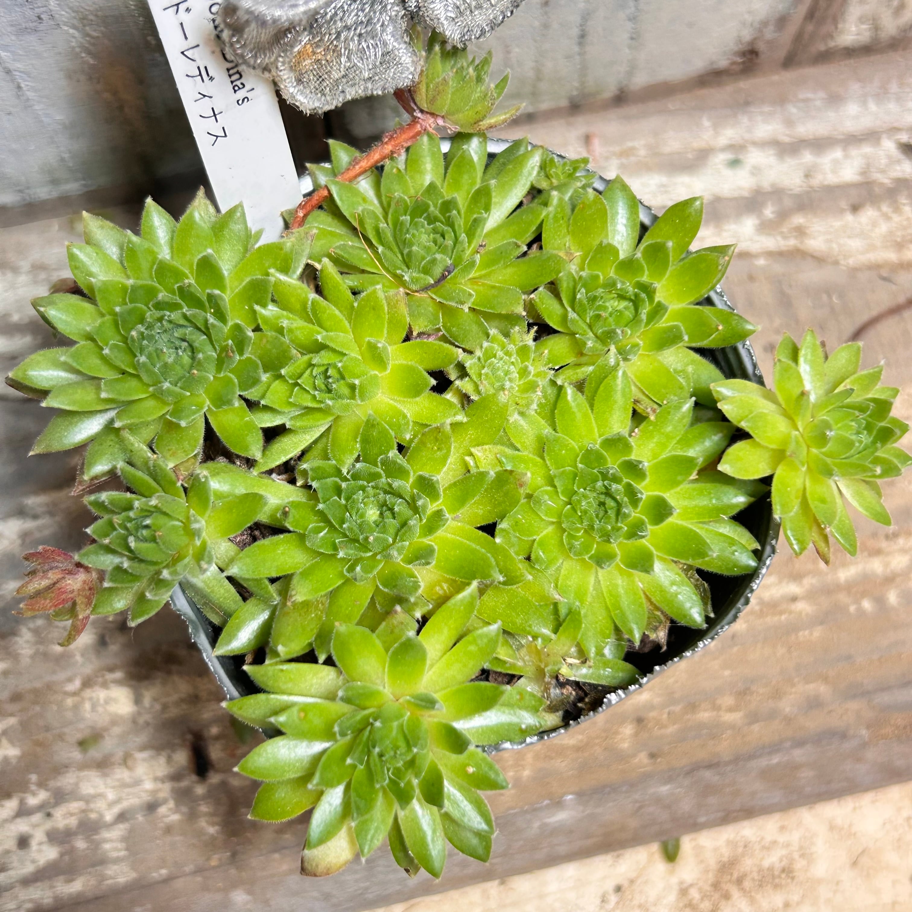 T)ブルームーン センペル(鉢入り | RuPo 多肉植物専門店