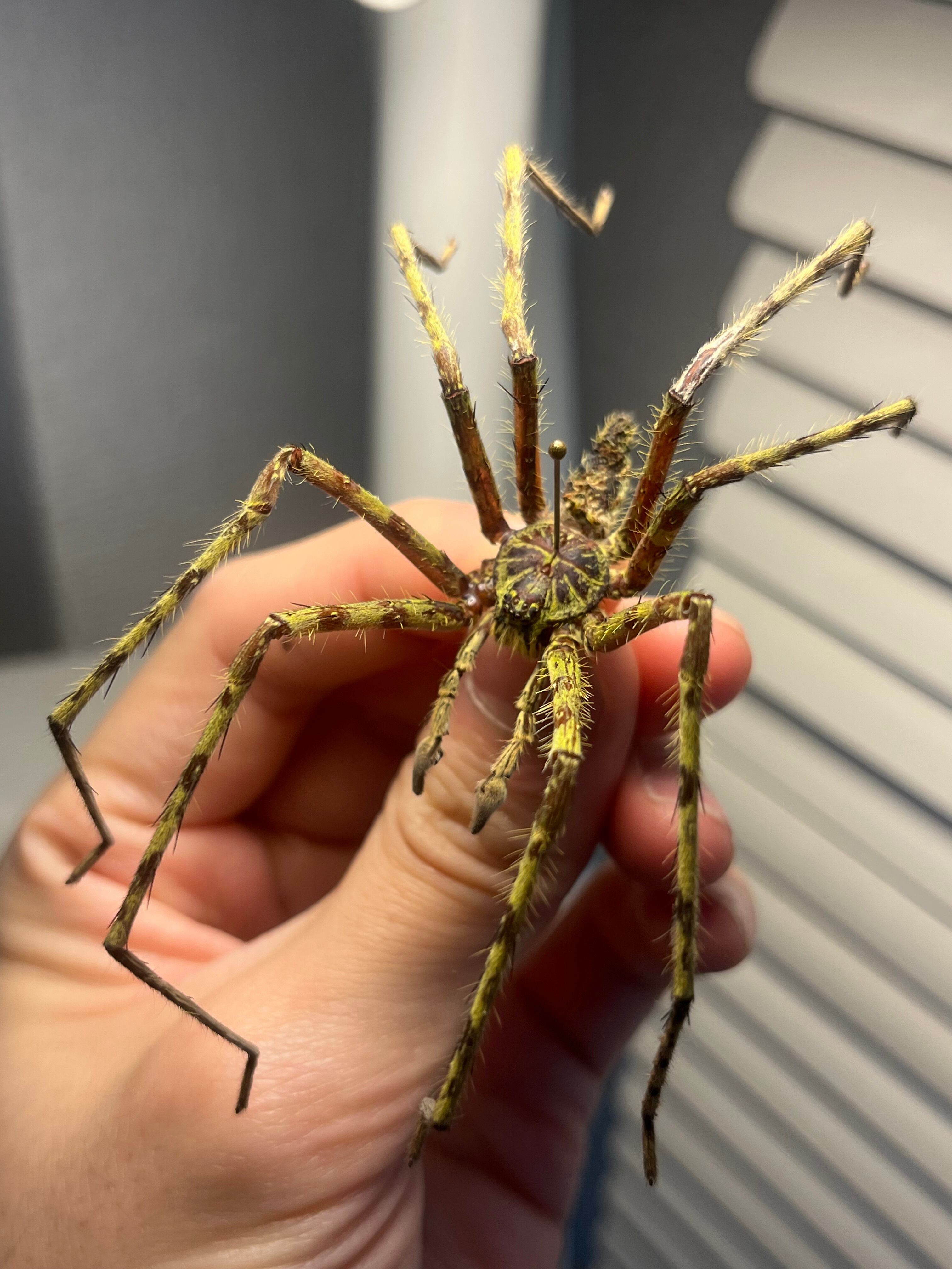 標本】グリーンハンツマン トゥルースパイダーマンティスムカデ