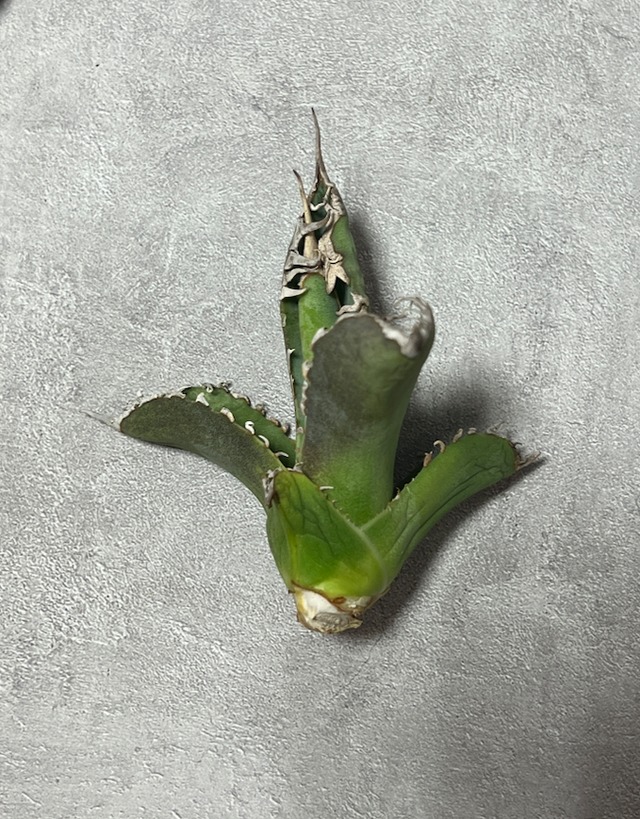 【1月19日21:00販売】agave titanota 白幽霊 子株E