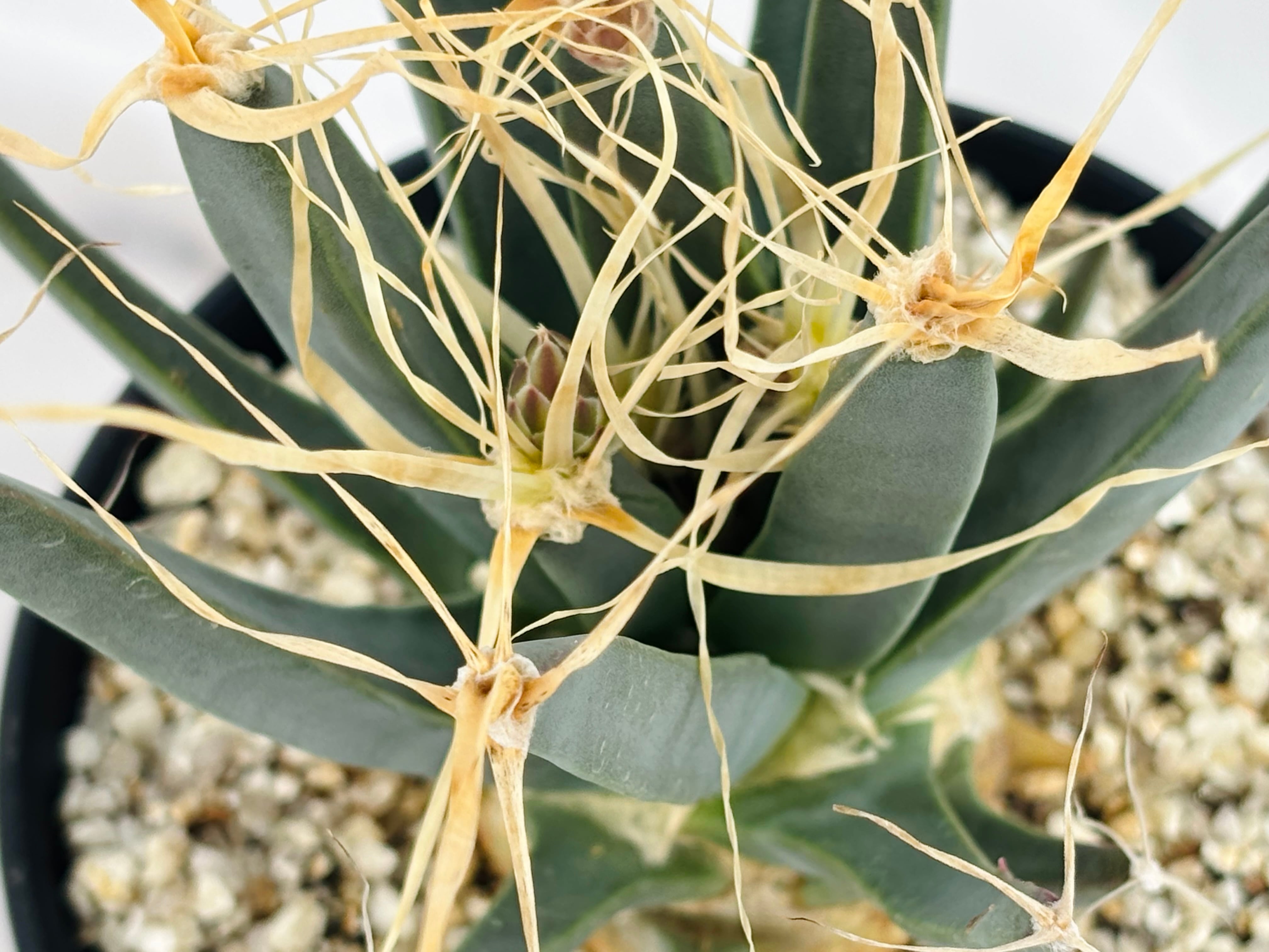 Leuchtenbergia principis レウクテンベルギア 晃山 サボテン | plants