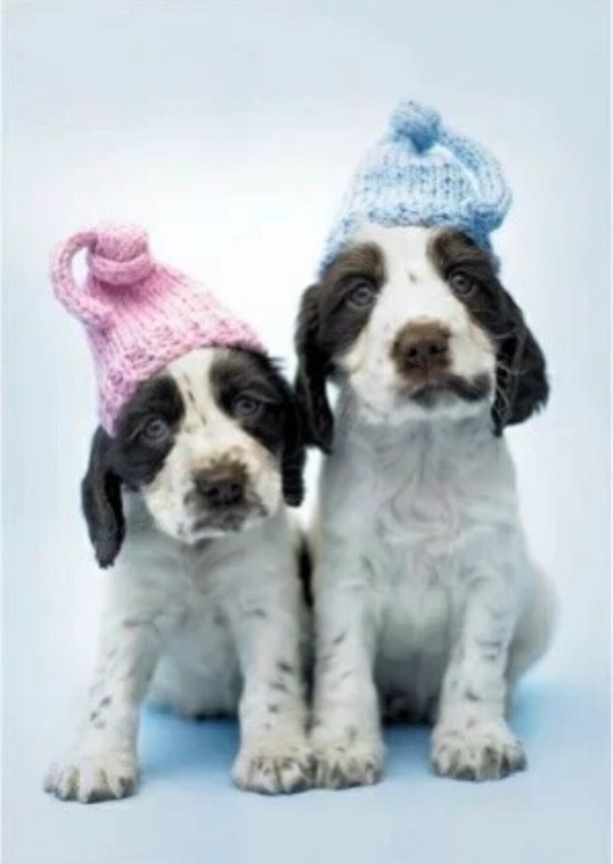 イングリッシュコッカースパニエル こいぬポストカード