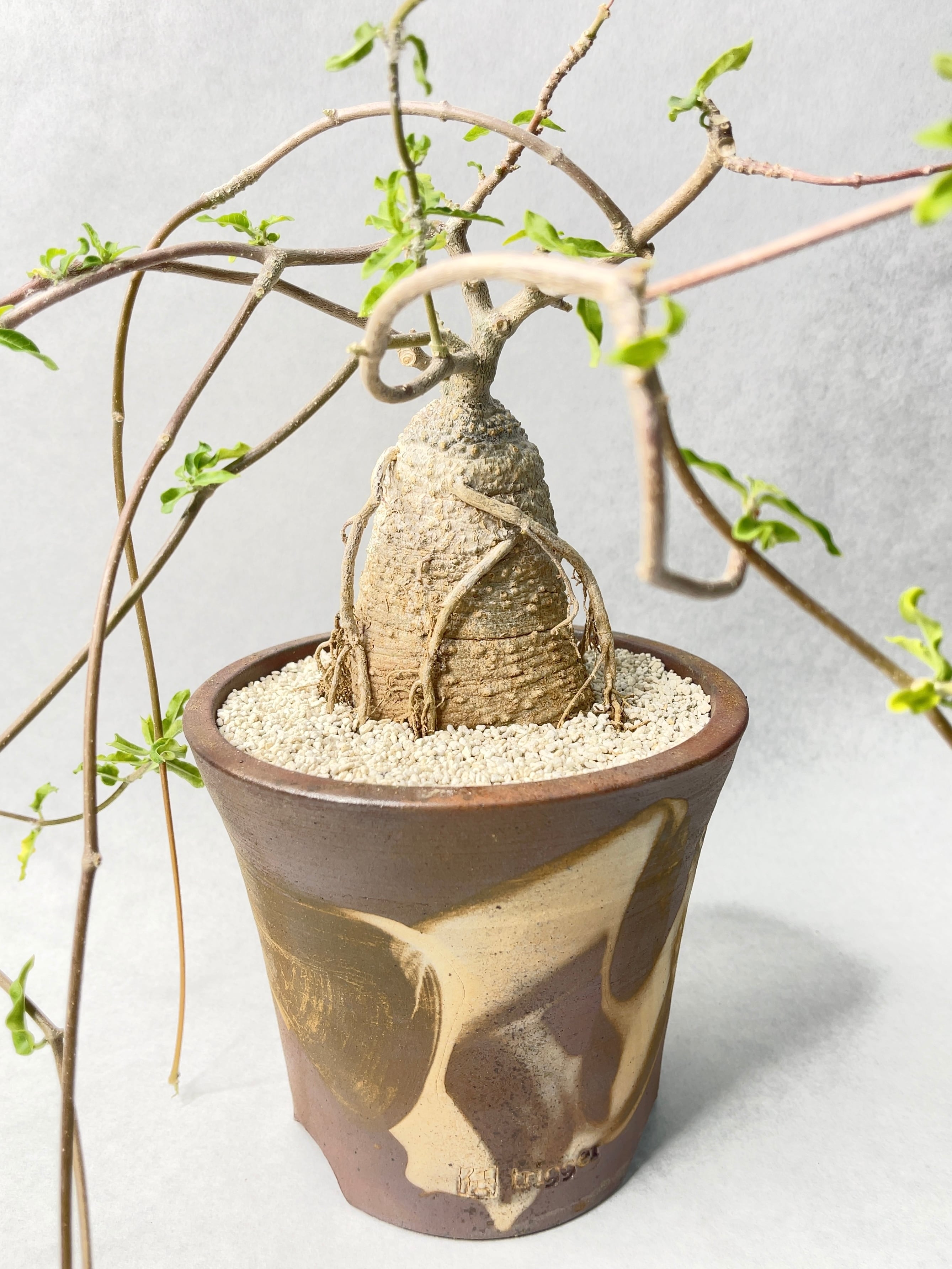 フォッケア・エデュリス | trigger