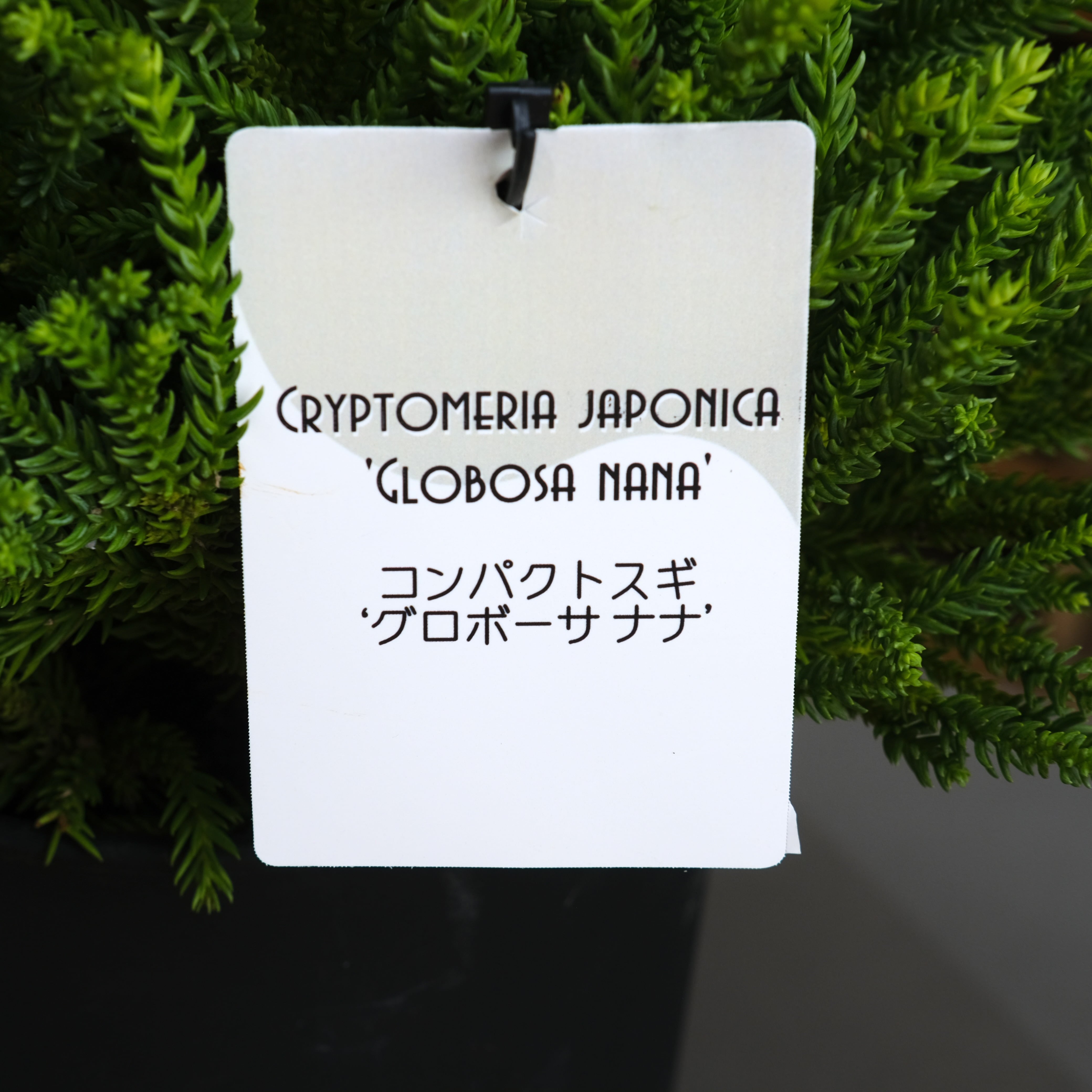 スギ《 グロボーサ ナナ 》6号鉢 | グリーンギャラリーガーデンズ