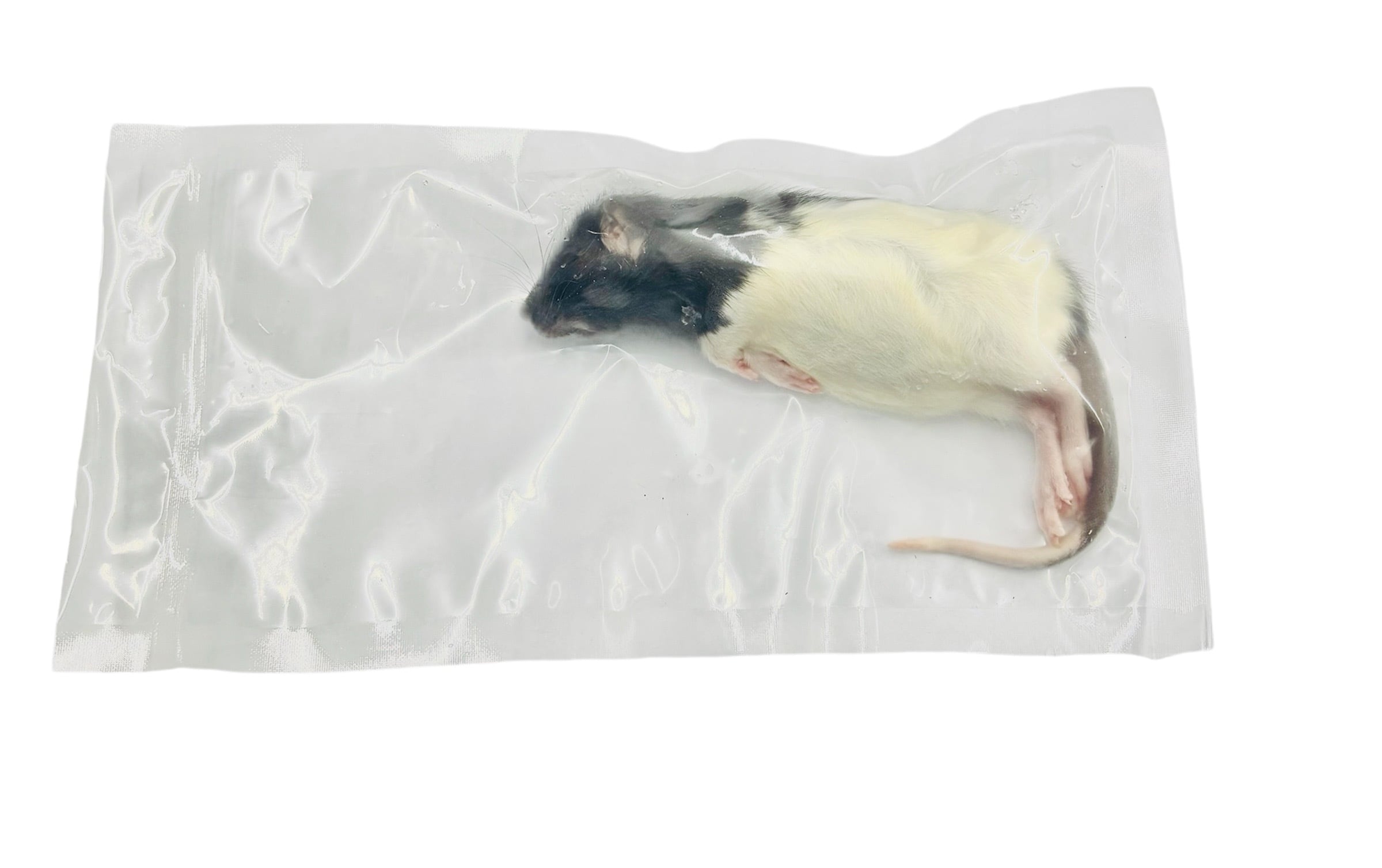 冷凍ラット S 70〜85g± 1Peace | BEST RODENT ベストローデント