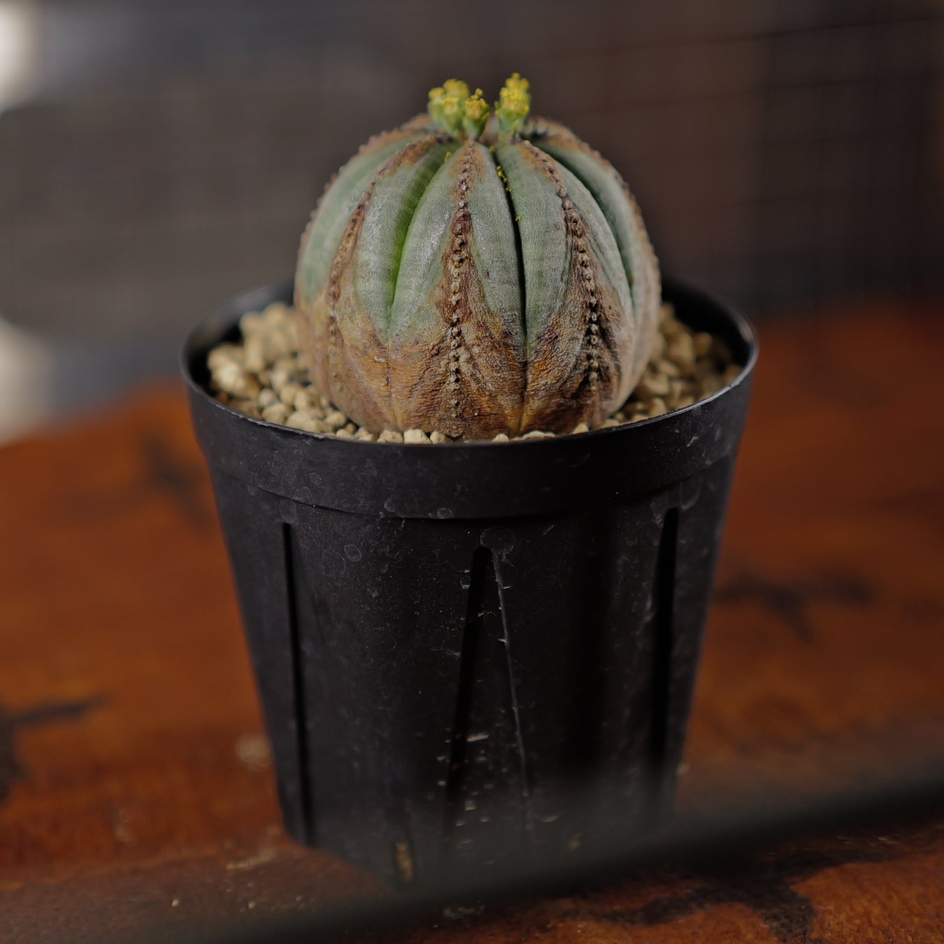 オス株 美模様 木質化 マイクロ オベサ / ユーフォルビア | LIGHTHOUSE