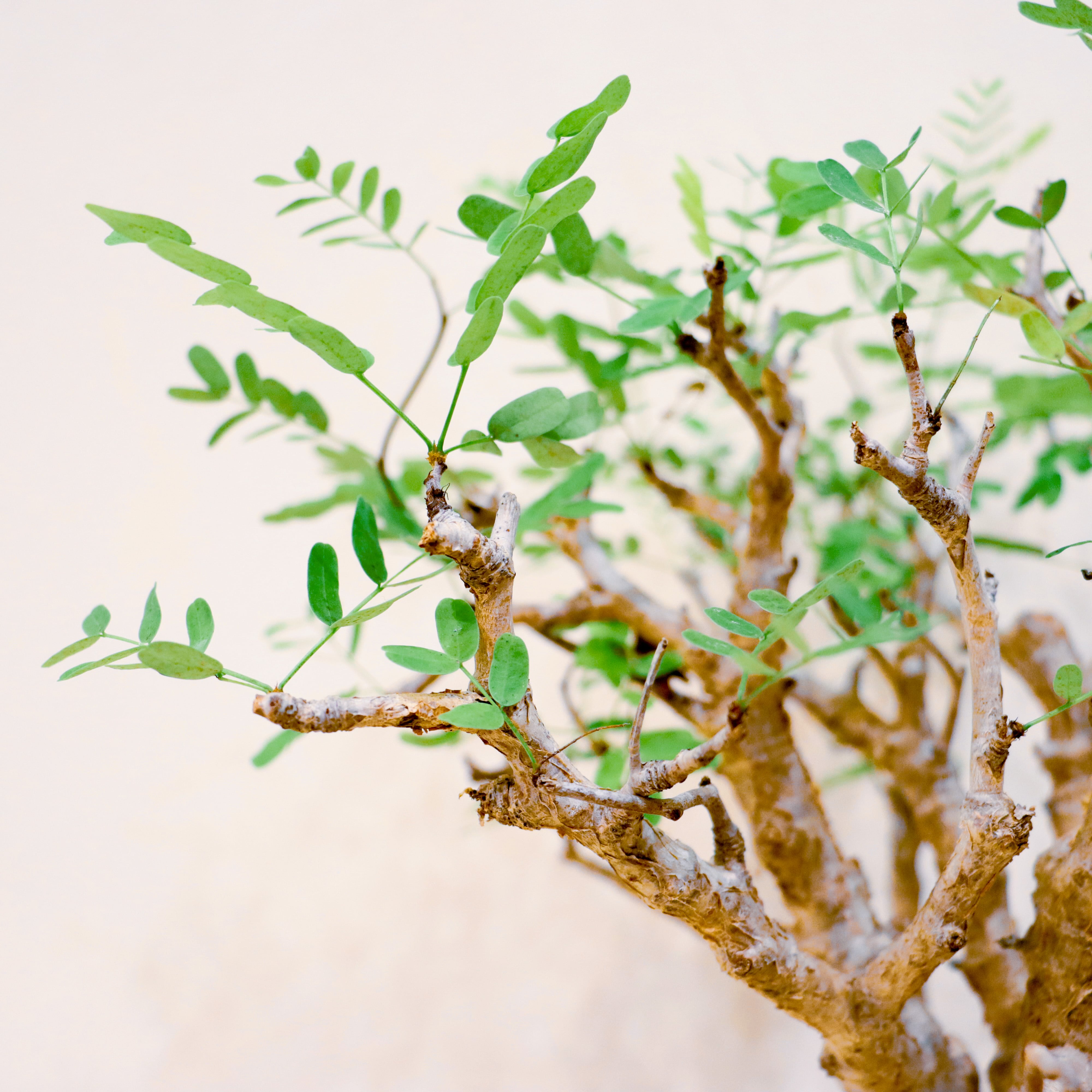 レア】センナ メディリオナリス｜観葉植物（屋内/屋外 可）＃レア