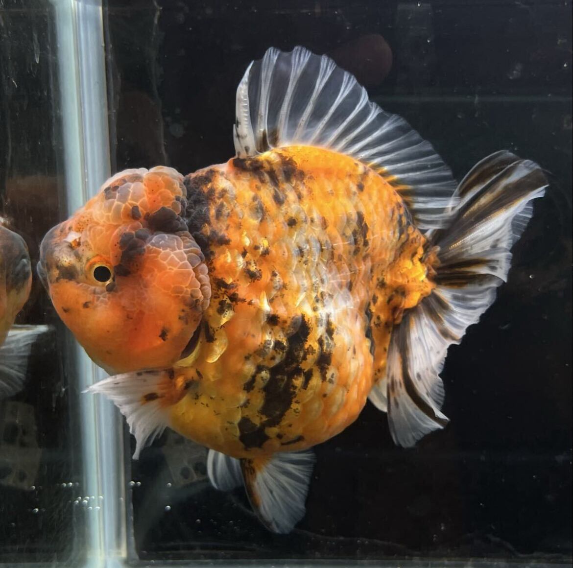 中国便 ブラック 五色 オランダ 銀鱗 二歳 No4