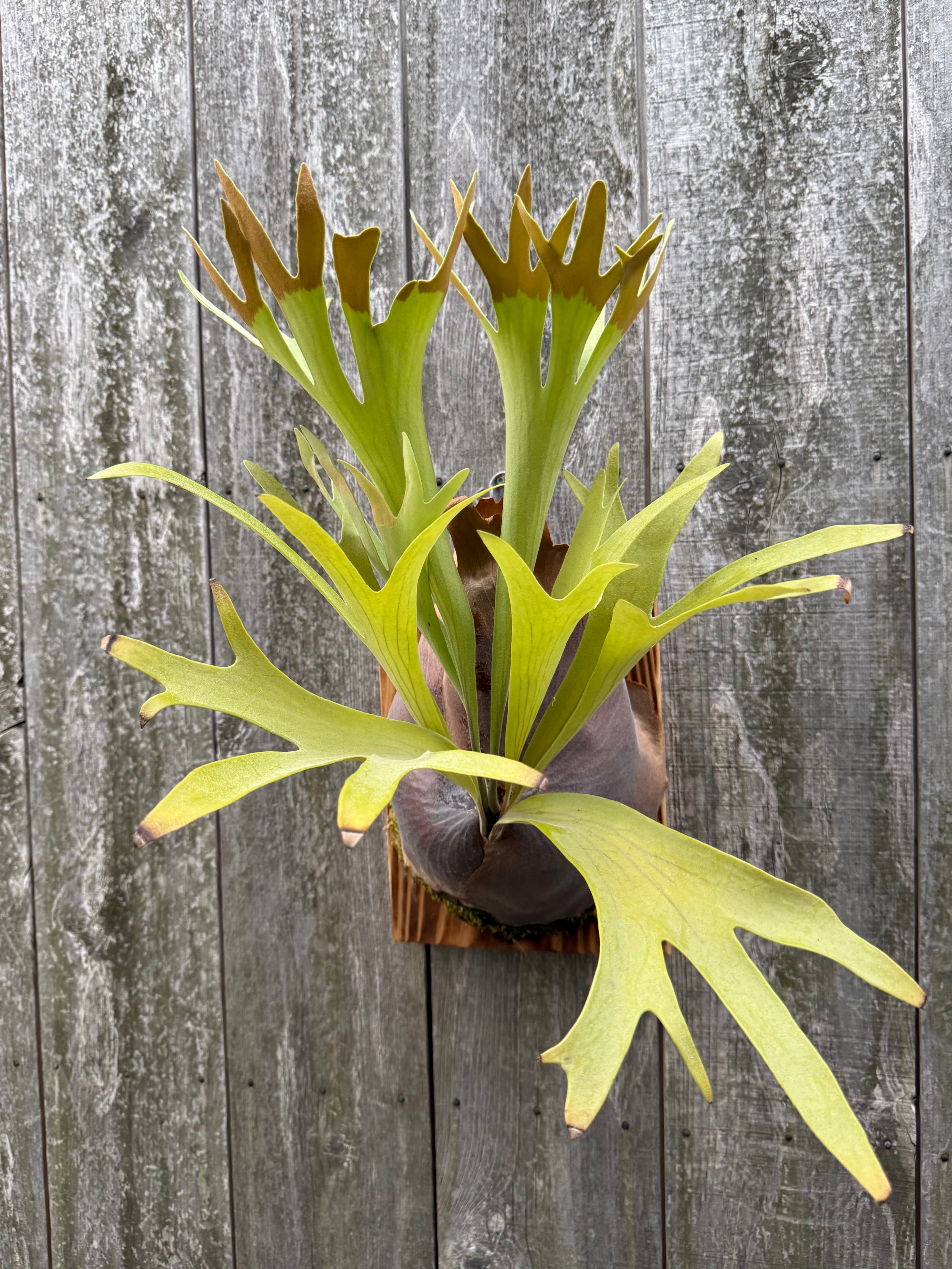 Platycerium bifurcatum Popcorn (pup) | naturefix