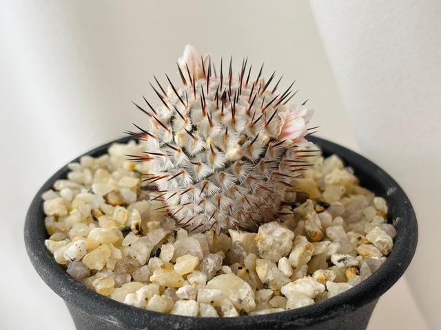 Mammillaria perezdelarosae andersoniana　マミラリア　ペレスデラロサエ　アンダーソニアナ　サボテン