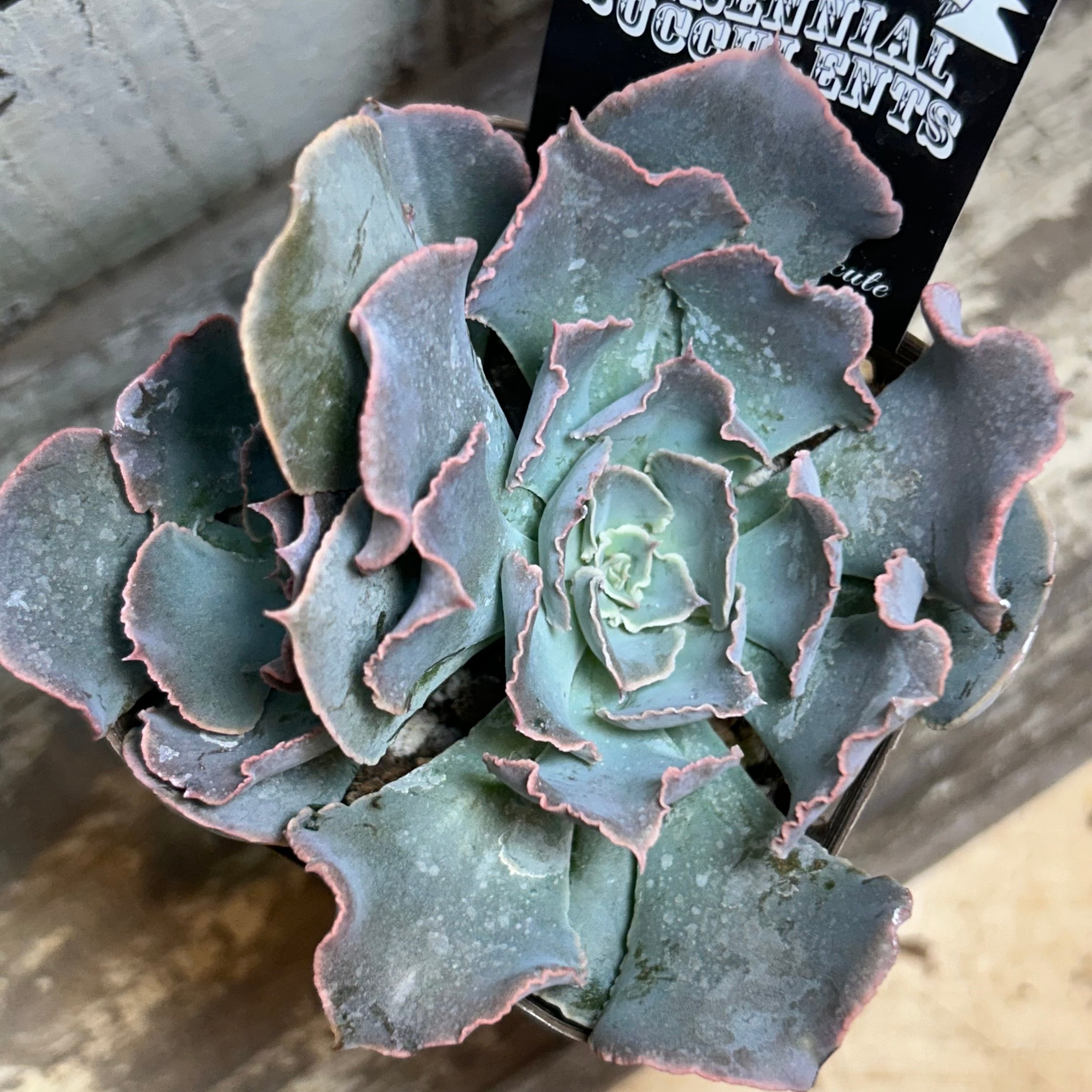 シャビアナブルー | RuPo 多肉植物専門店