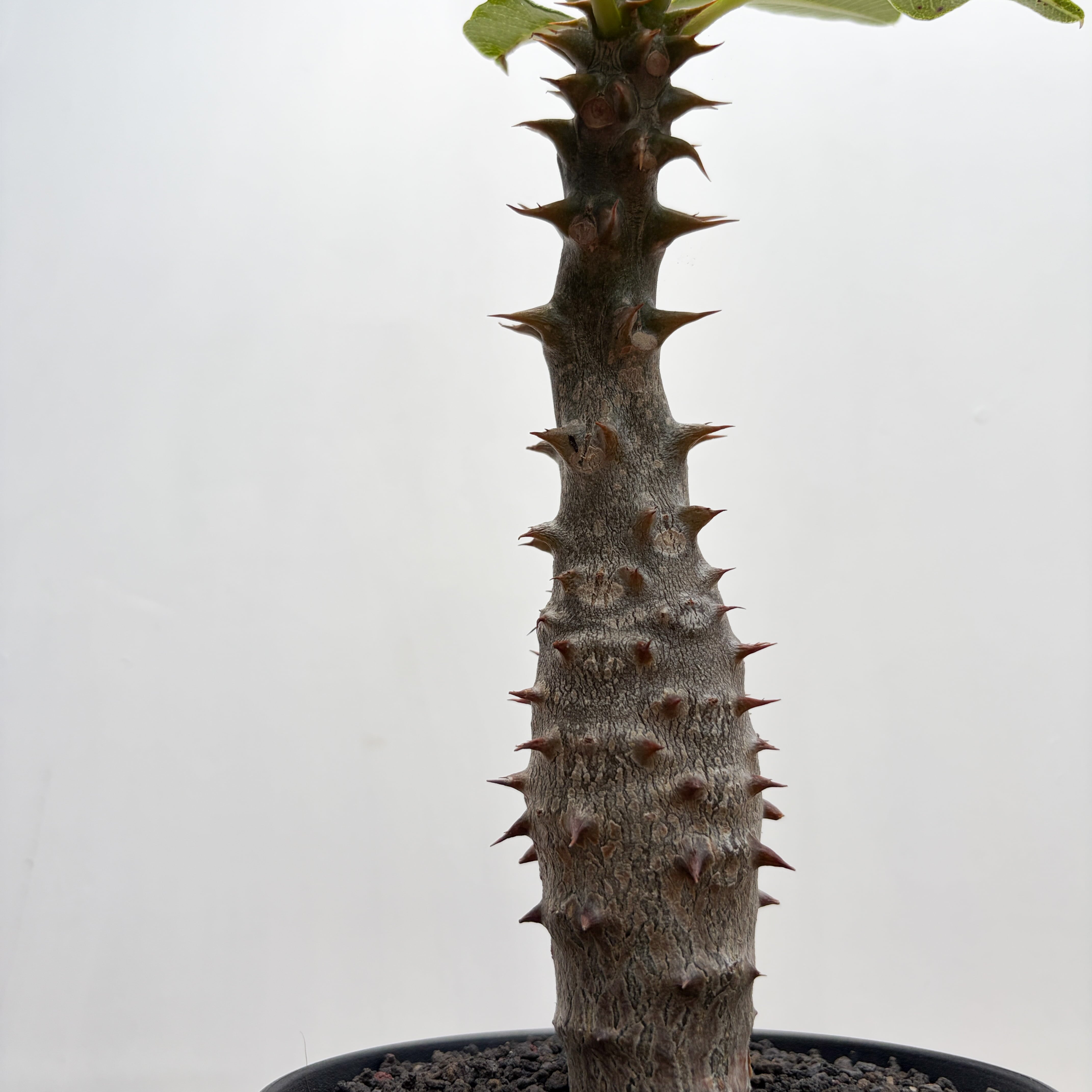 パキポディウム バロニー 実生株 多頭 Pachypodium baronii【パキポディウム・バロニー・実生】 | RIMO'S
