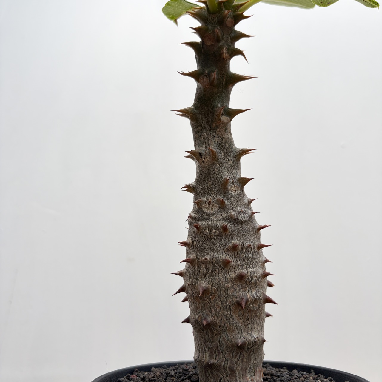 Pachypodium baronii【パキポディウム・バロニー・実生】