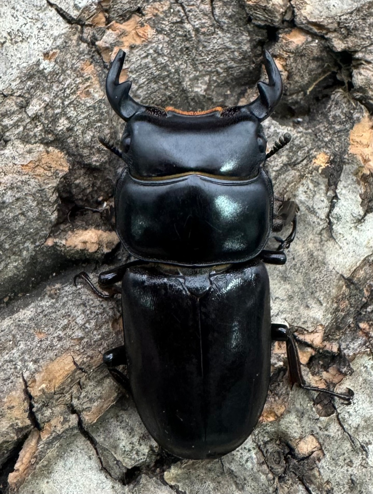 【WD】《ドルクスヤクシャ チベット産 38mm ♂♀♀トリオ》