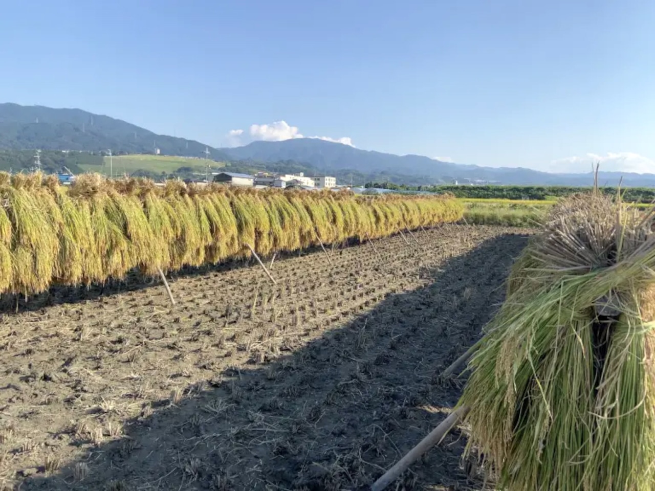 ヒノヒカリ 白米 1キロ 栽培期間中化学肥料農薬不使用【ひまりえん】