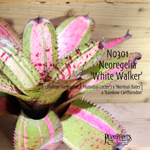 【送料無料】Neoregelia 'White Walker'〔ネオレゲリア〕現品発送N0301