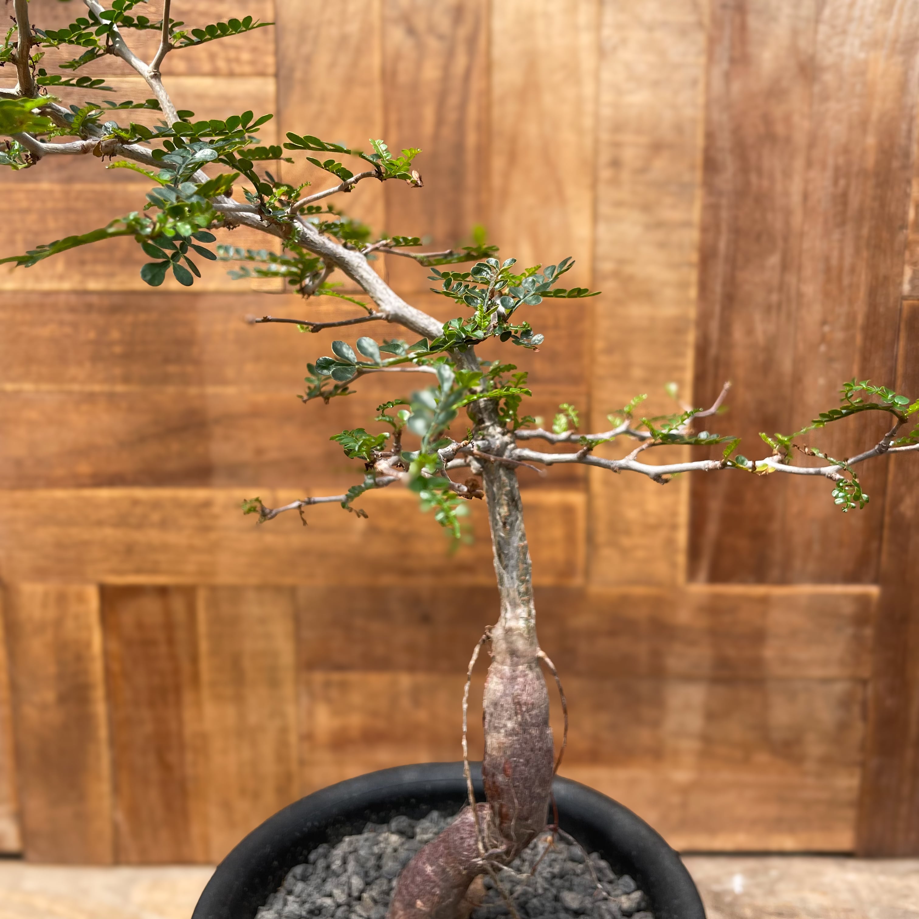 Operculicarya pachypus【オペルクリカリア・パキプス・実生】 | Pay ID