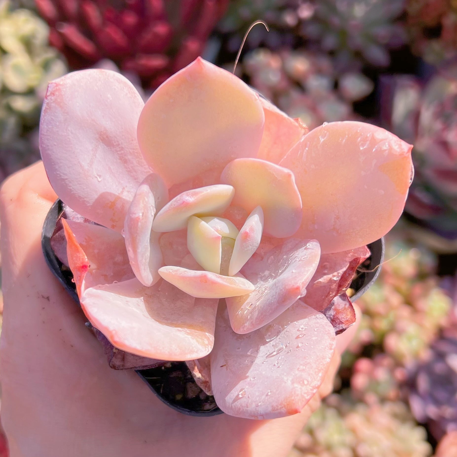 現品　暮雪#053   古株　るる農園