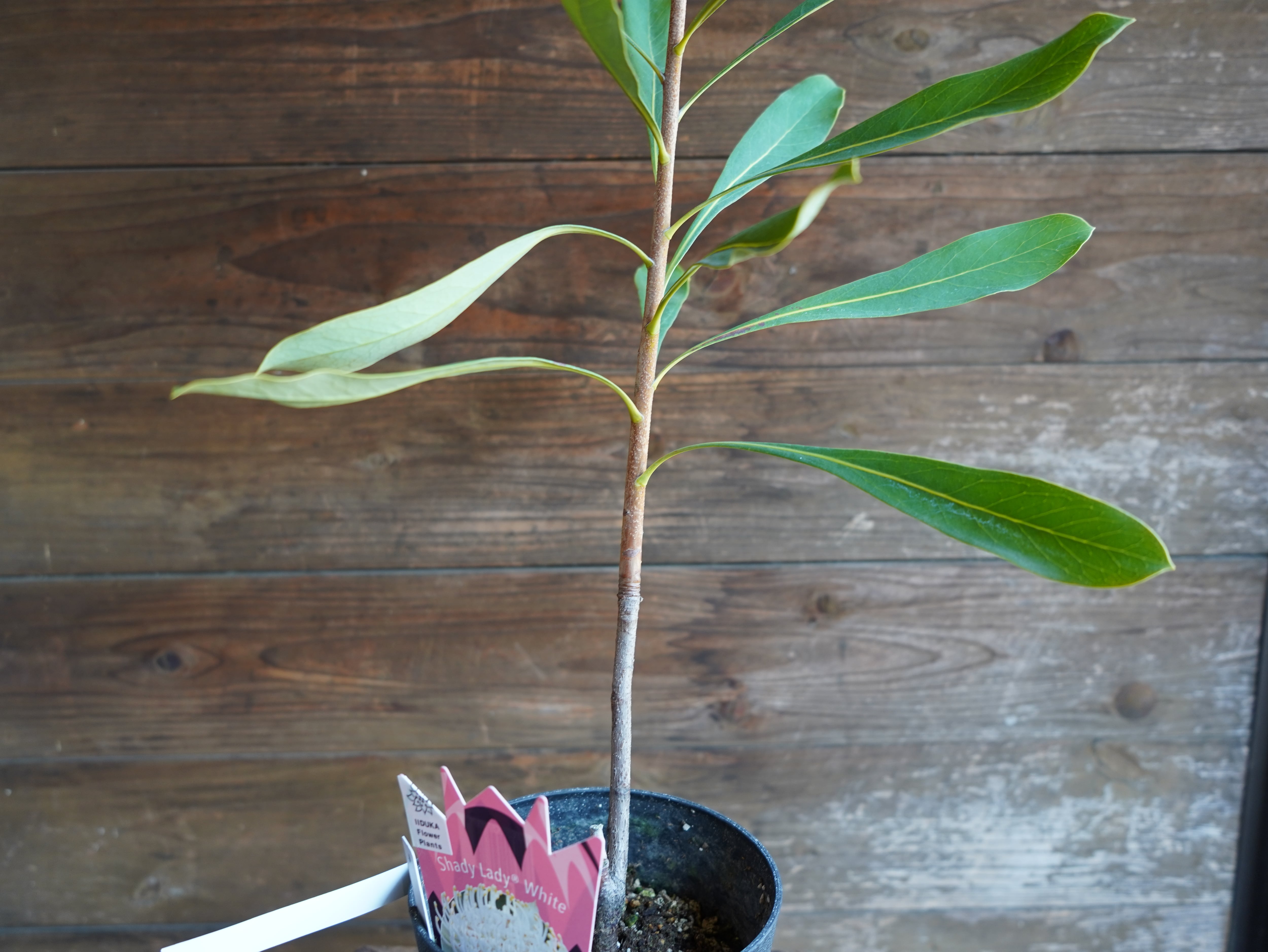 【現物】テロペア　”シェイディレディホワイト”　5号　A