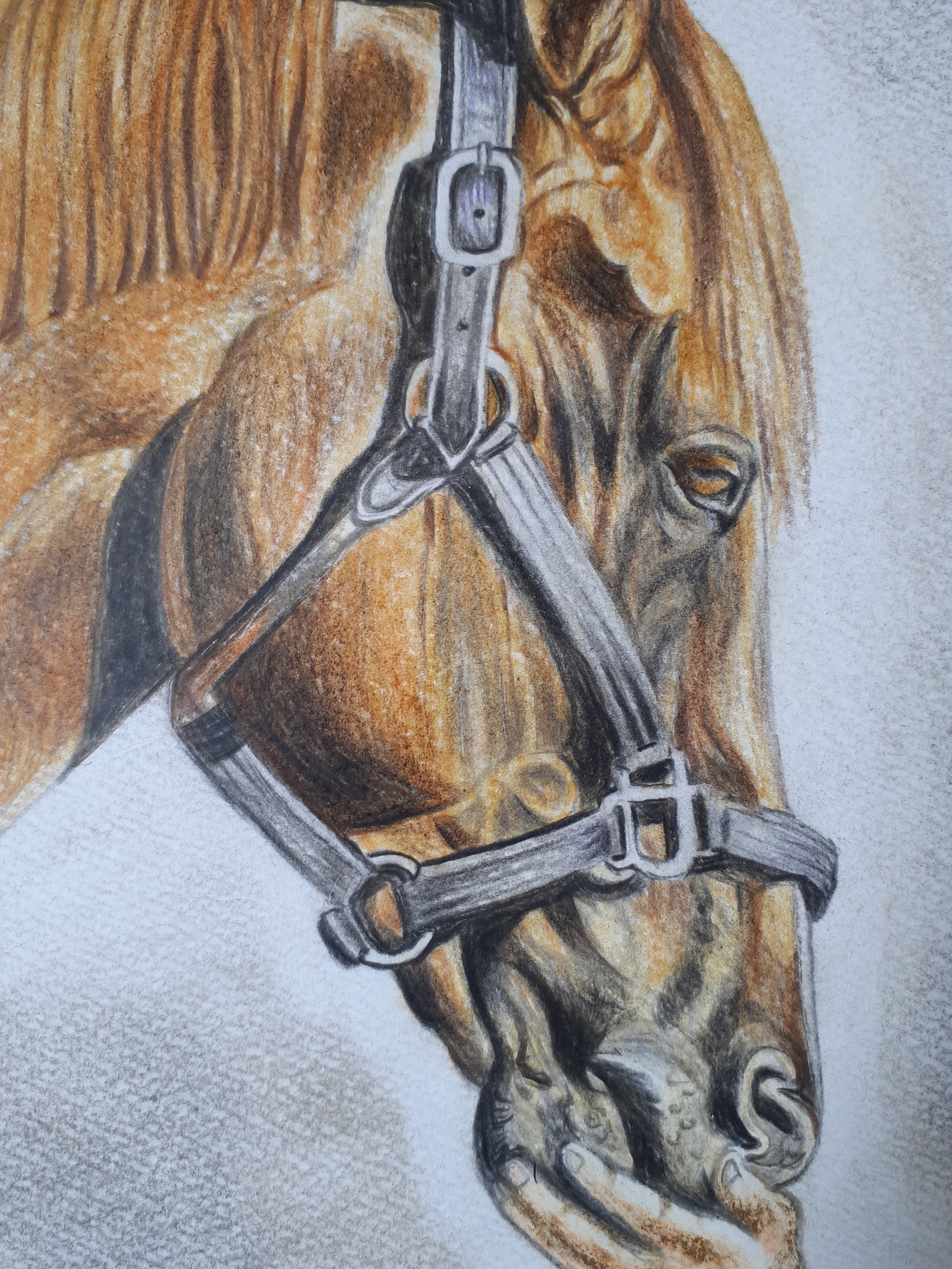 色鉛筆画 愛馬 | 工房 和み