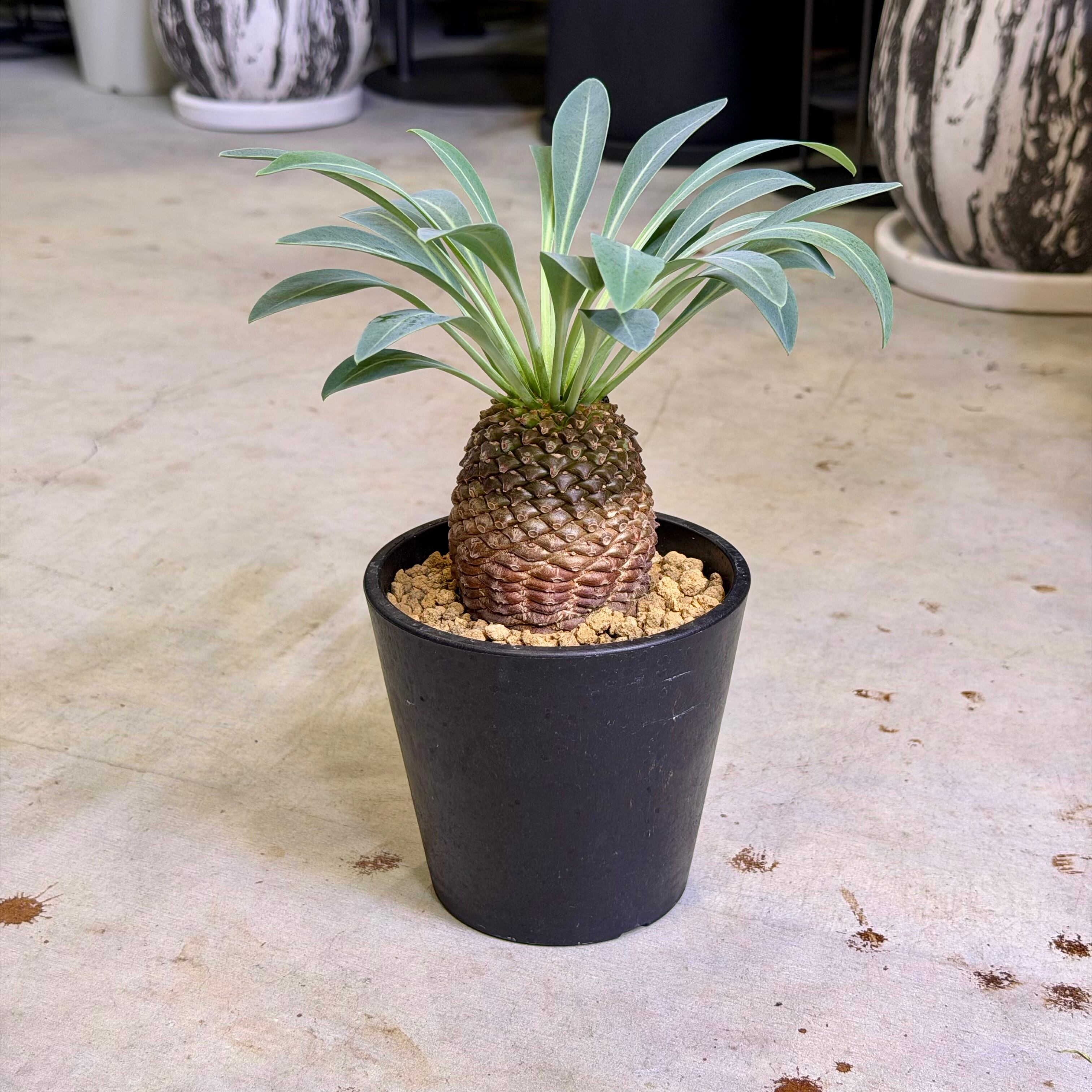 アデニウム・ブラックゴジラ | barrelplants_BONSAI