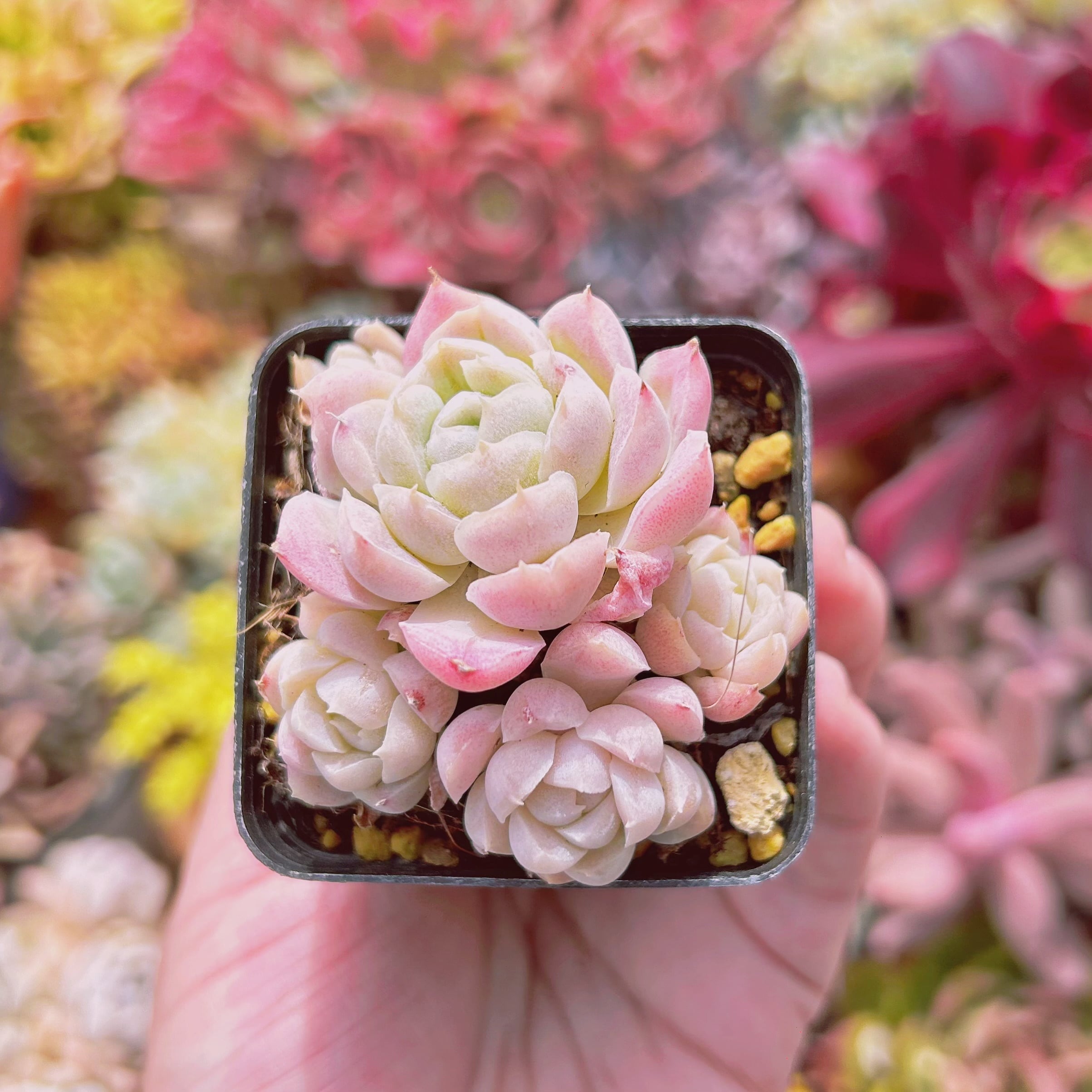 現物　多肉植物　白瑠璃　抜き苗