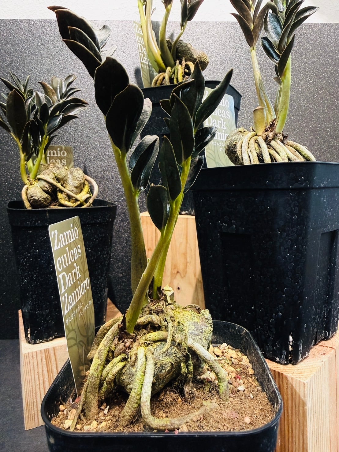 ザミオクルカス ダークザミクロ ④ 根上がり仕立て 観葉植物 4号 希少