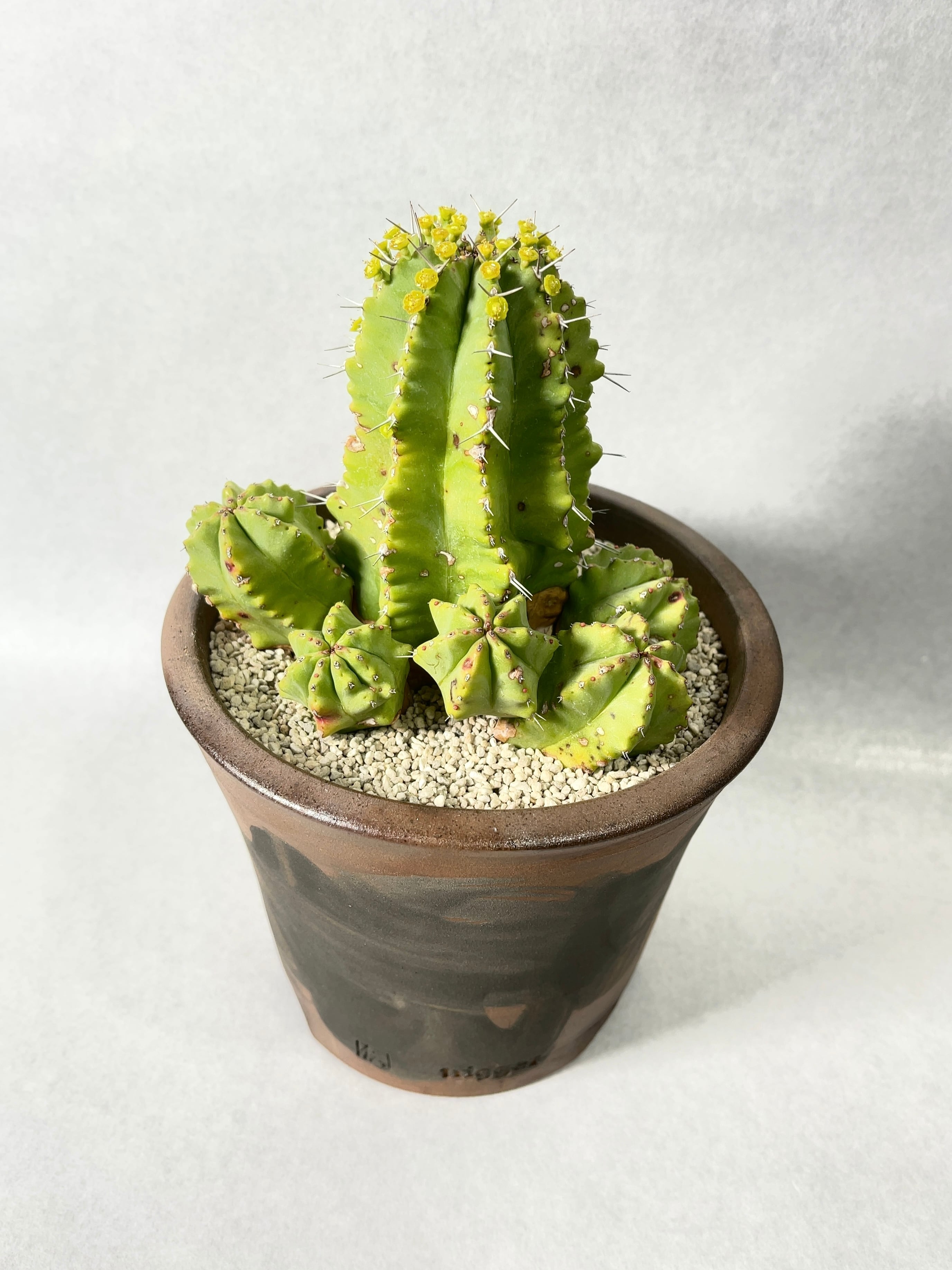 ユーフォルビア・フルチコーサ | trigger