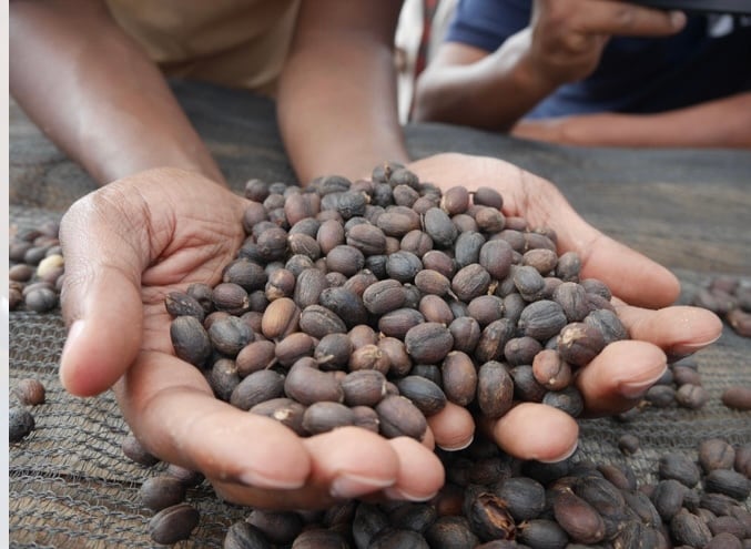 (中深煎り)エチオピア イルガチェフェ ナチュラル 100g