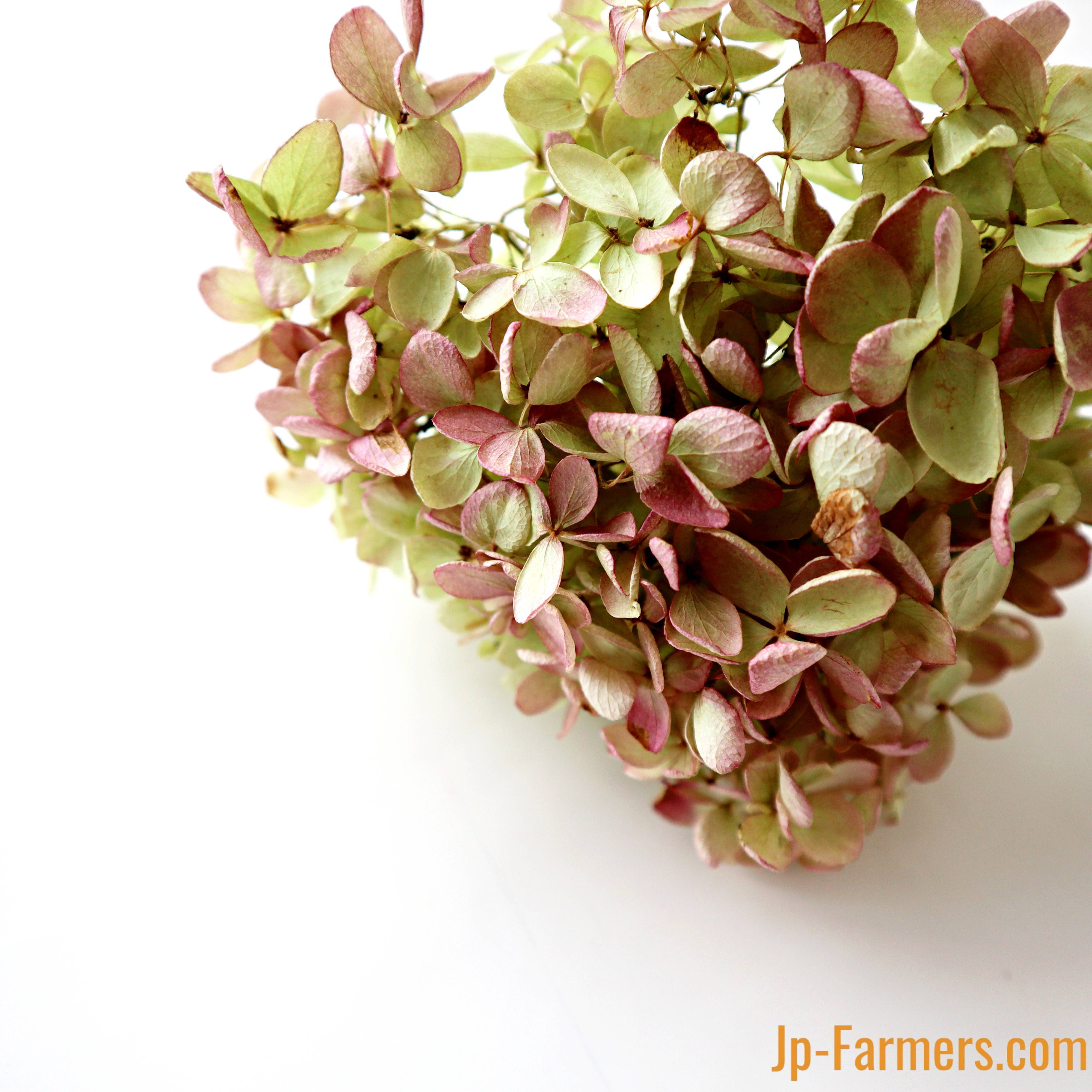 秋色ミナズキ 1本 ドライフラワー | 新鮮お花問屋 Jp-Farmers.com