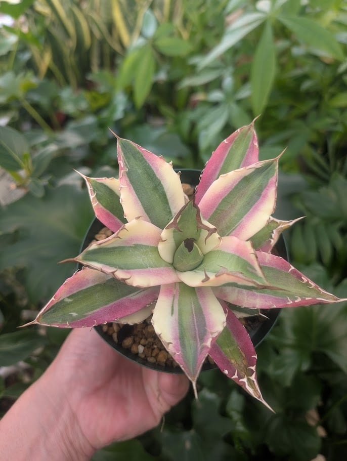 アガベ チタノタ スナグルトゥース ST21 | 多肉植物ハオルチア・アガベ