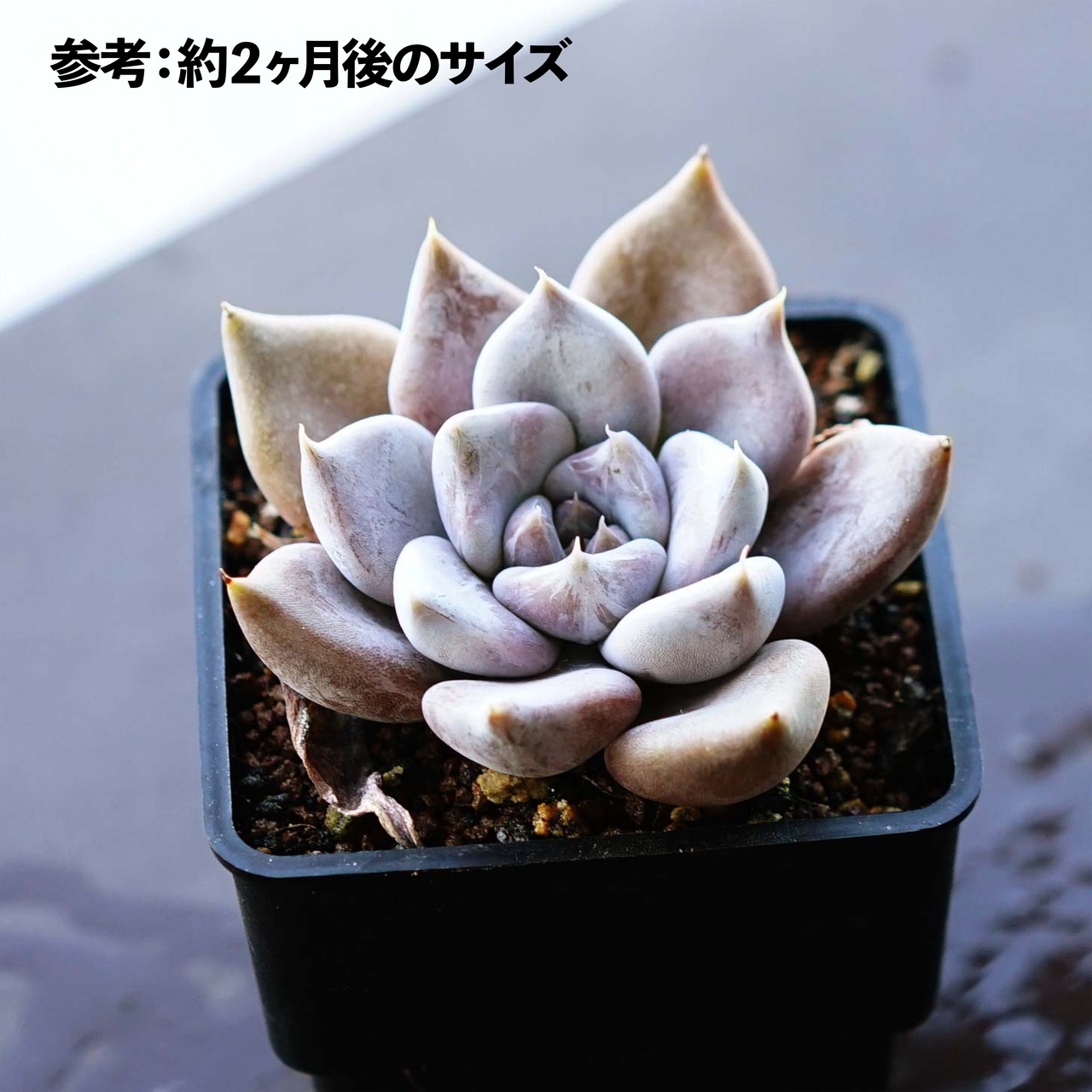 抜き苗 ジュリアナ ミニ株 Echeveria juliana