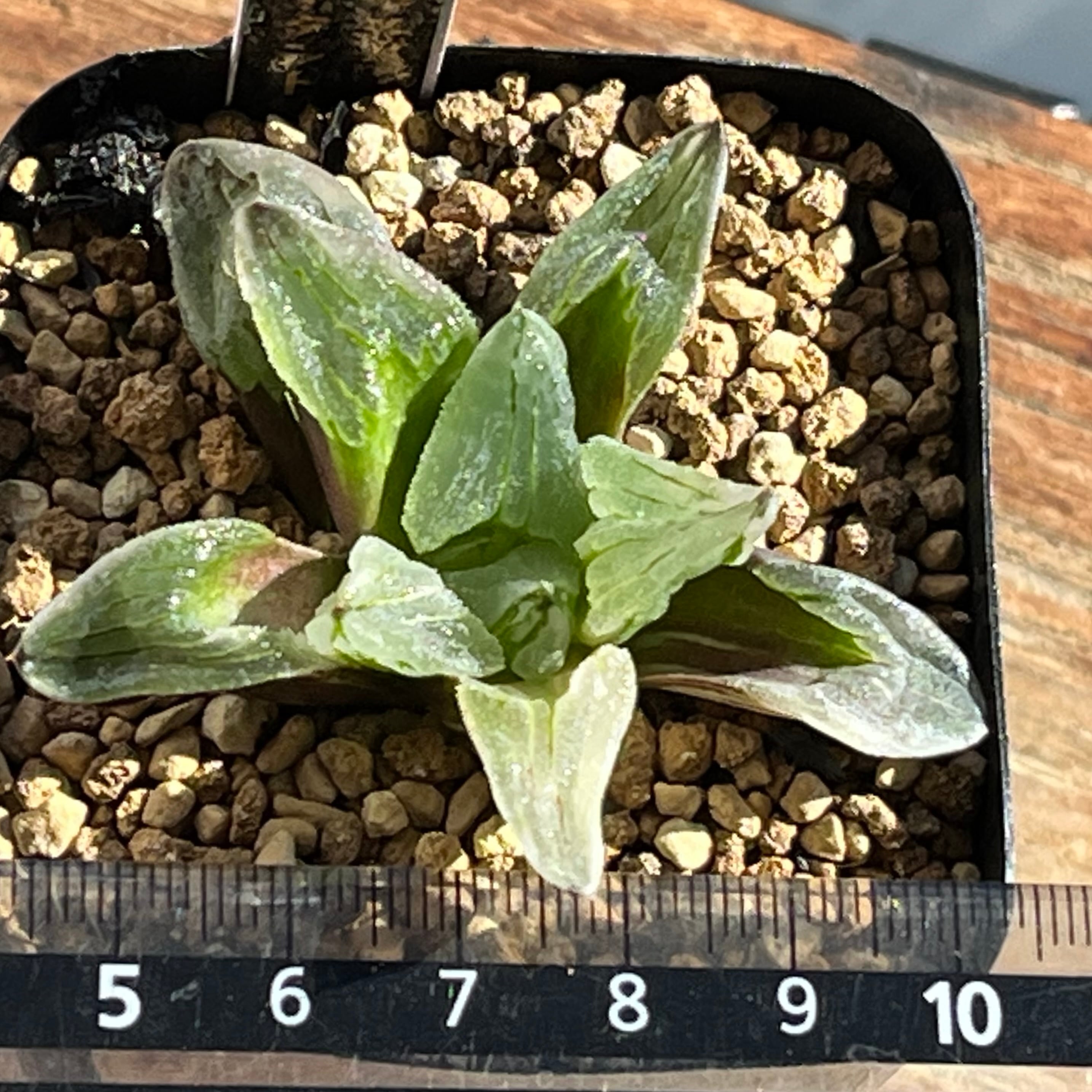 ハオルチア ピグマエアミュータント錦 | mocono_plants