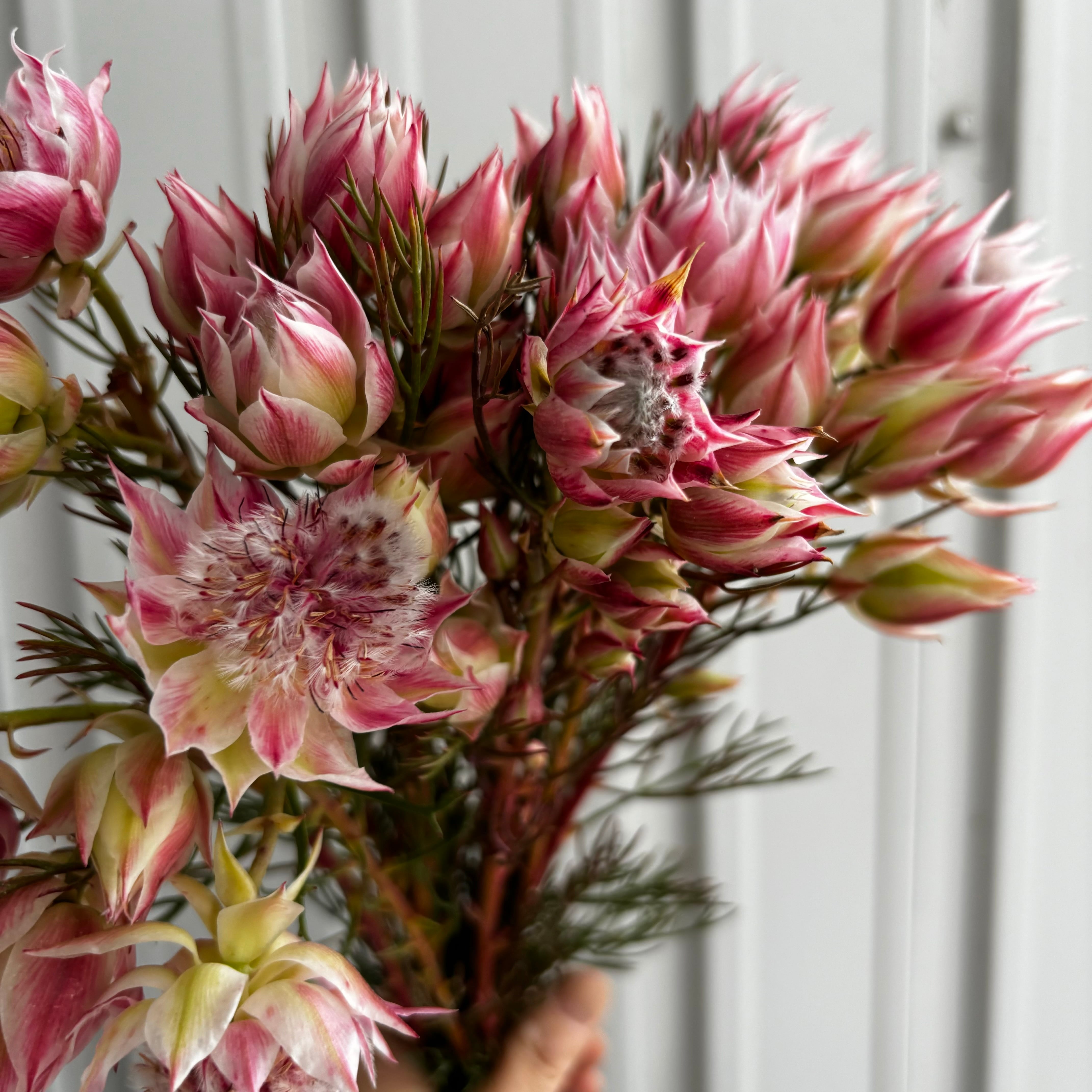 可愛いワイルドフラワー セルリア ピンク 10本 | 新鮮お花問屋 Jp