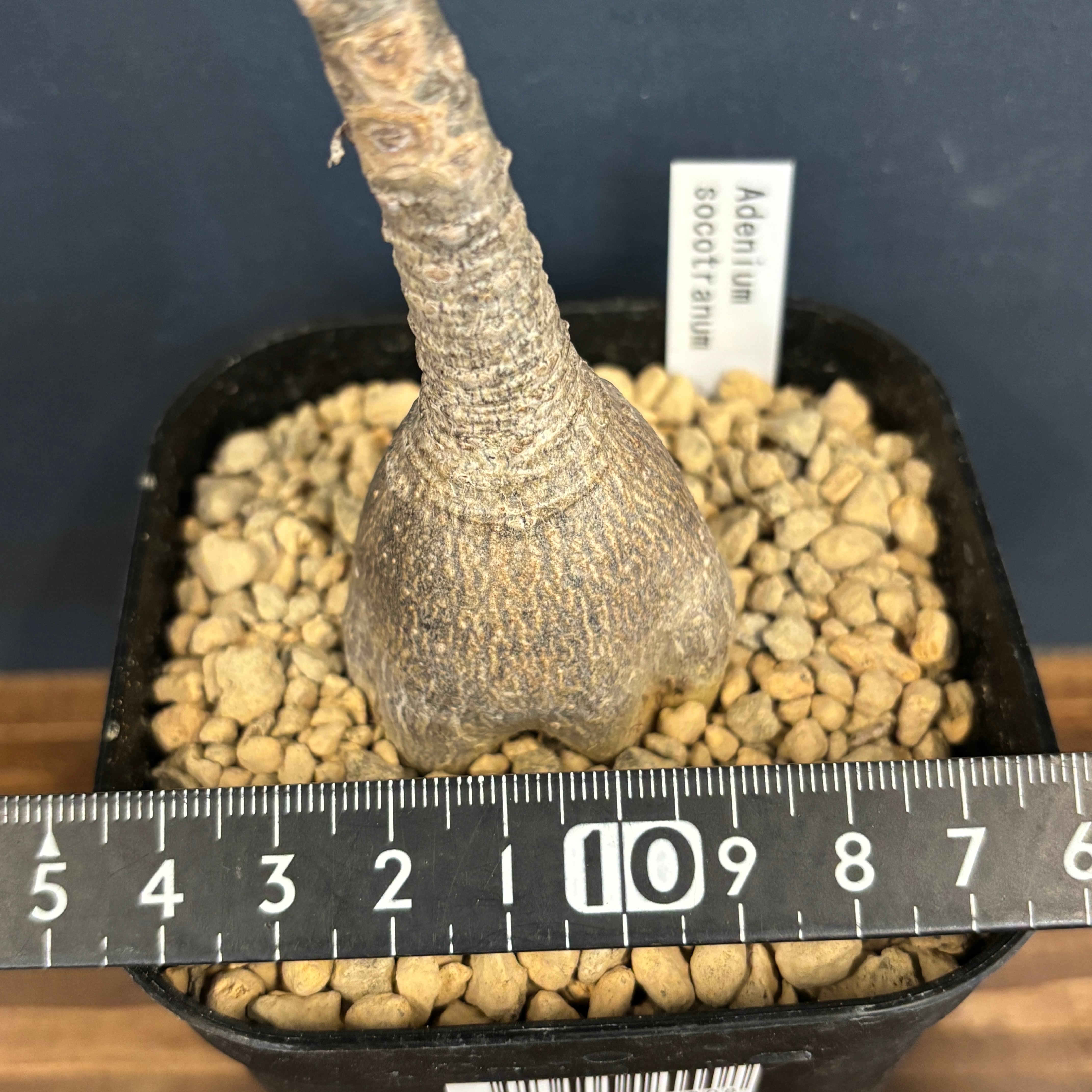 アデニウム ソコトラナム【320】 | PROTOLEAF プロトリーフ