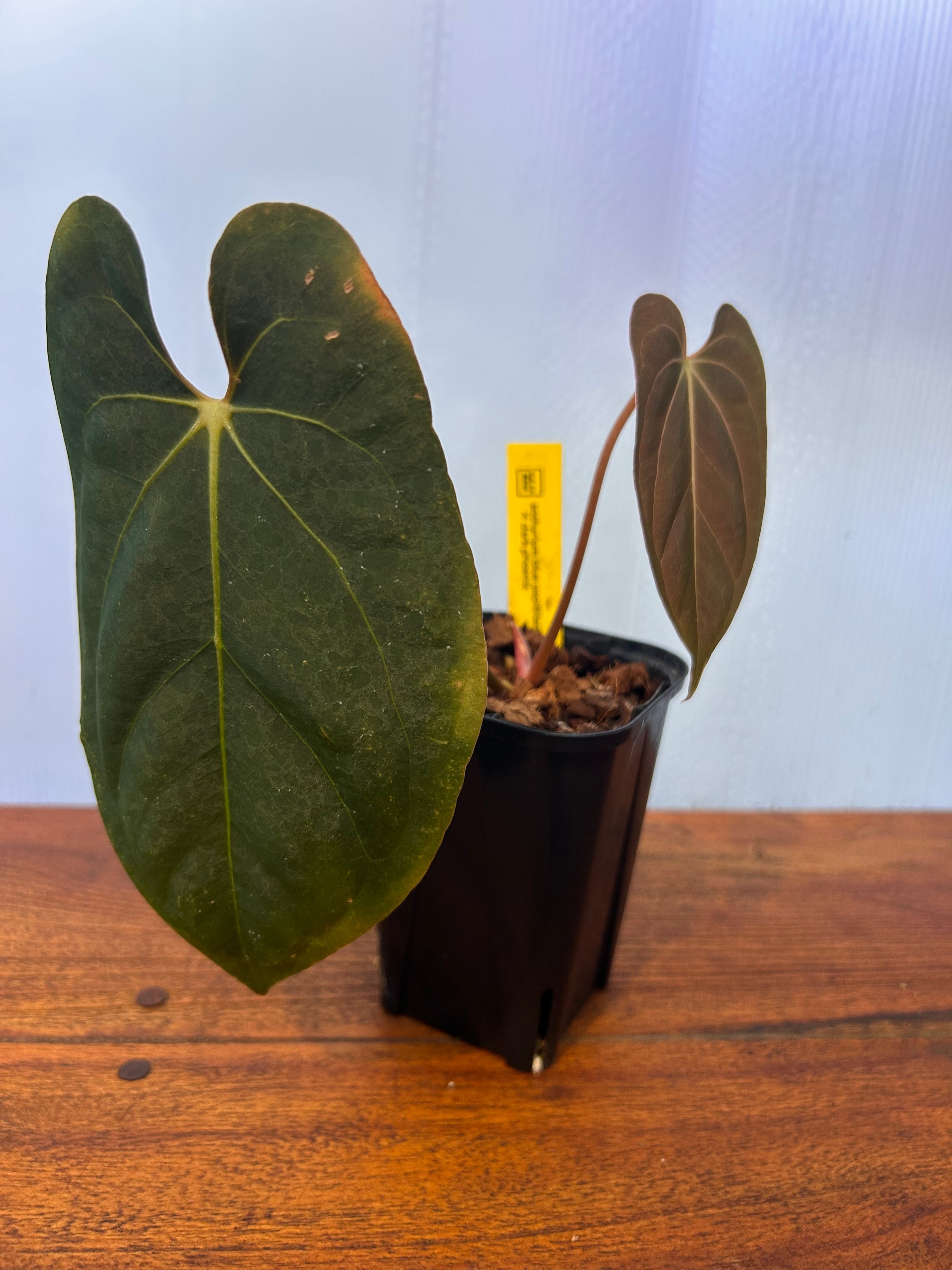 Anthurium | BALI-AN 園芸