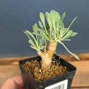 オトンナ ユーフォルビオイデス【748】