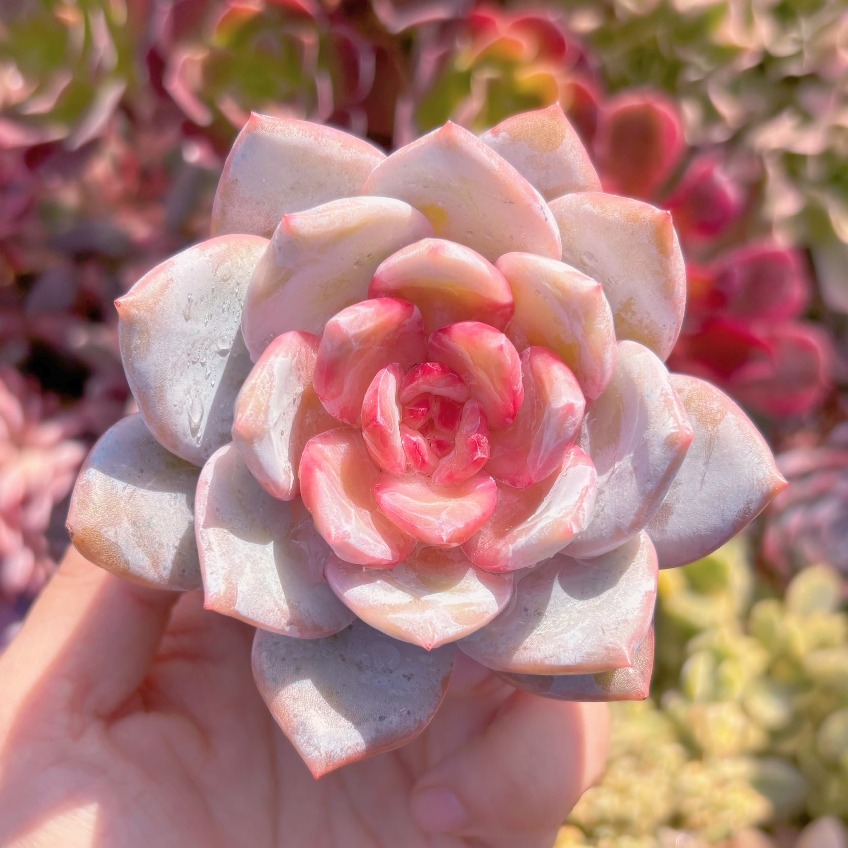 多肉植物　ジャムアンジュ　新入荷　るる農園