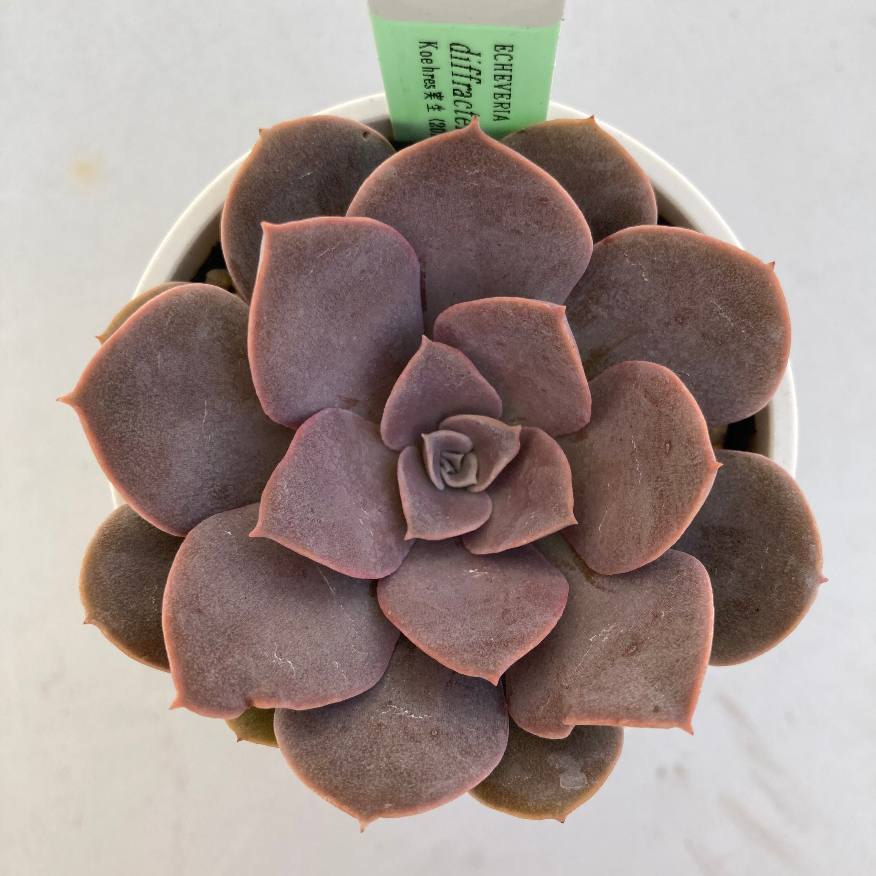 現物商品】ECHEVERIA diffractens Palma Sola 原種 実生苗 | 多肉植物