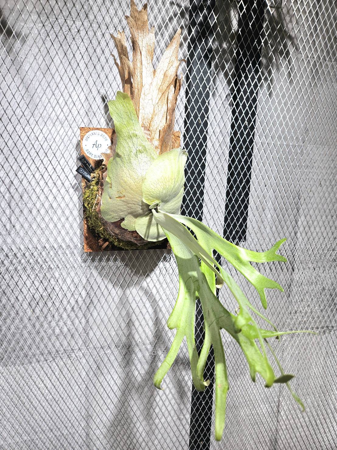 P.Willinckii cv. Songkhla 【artPLANTs】 ビカクシダ/Platycerium