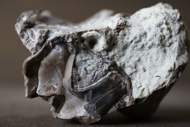 メリコイドドン歯化石　Merycoidodon　1056