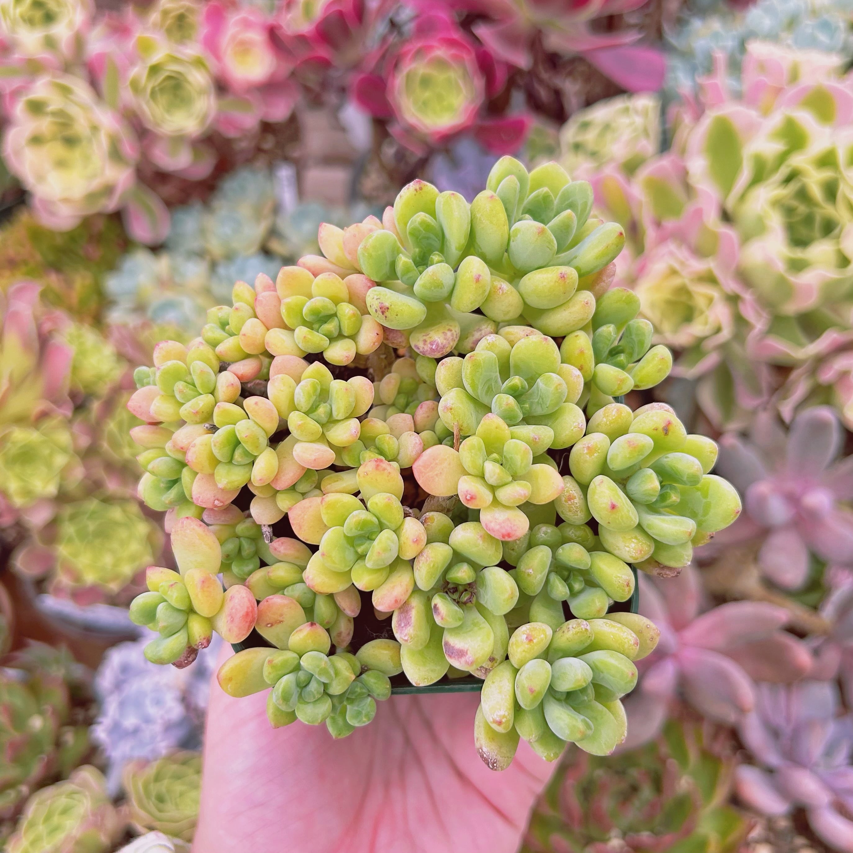 #2006現物　多肉植物　シャングリラ　抜き苗