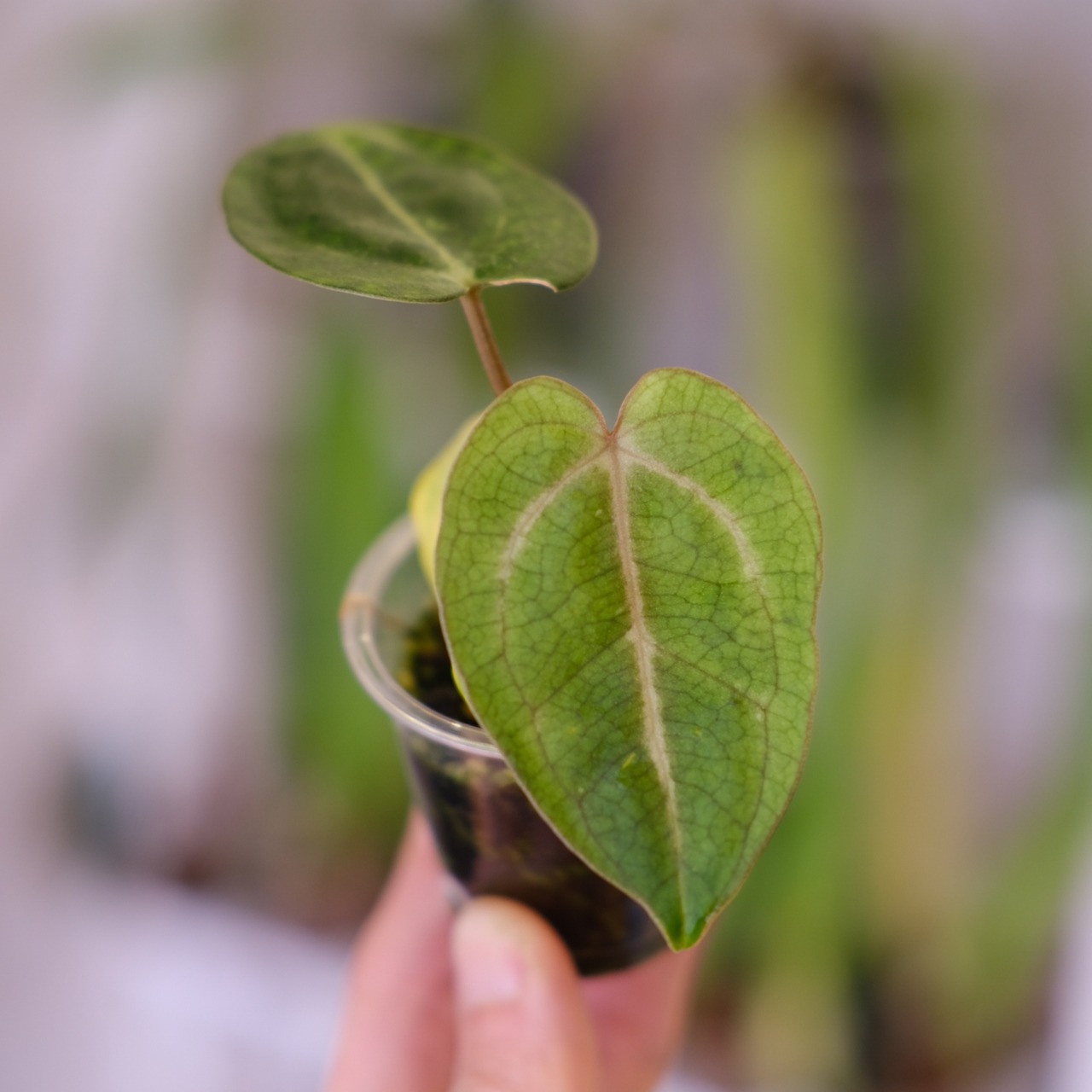 Anthurium Carlablackiae│アンスリウム カーラブラッキー│観葉植物