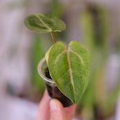 Anthurium Carlablackiae│アンスリウム カーラブラッキー│観葉植物