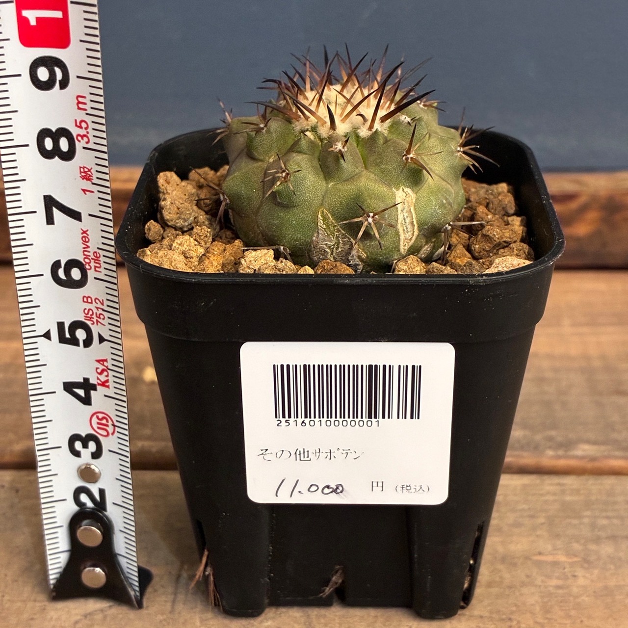 【Copiapoa】サボテン　コピアポア　黒王丸実生【356】