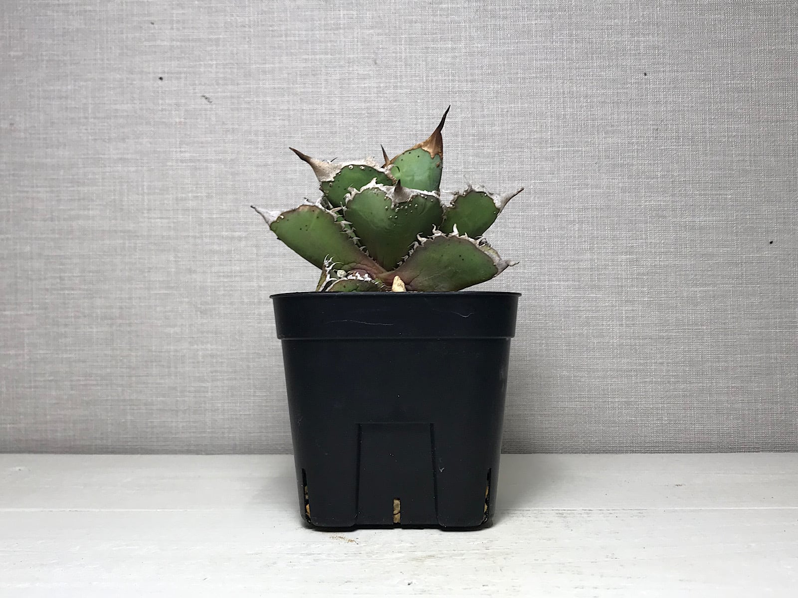 アガベ チタノタ ’星空’（ホシゾラ）