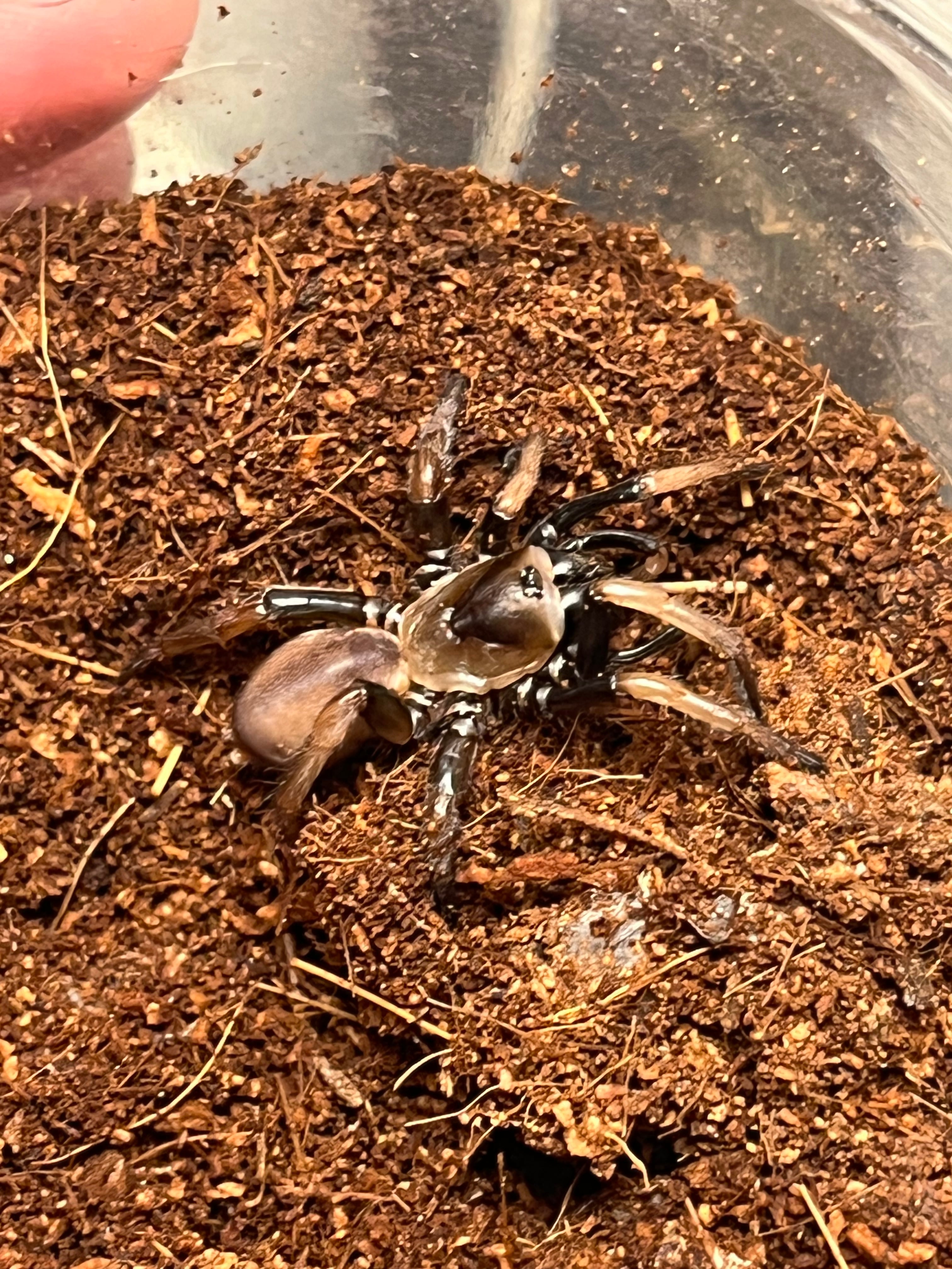 標本】グリーンハンツマン トゥルースパイダーマンティスムカデ